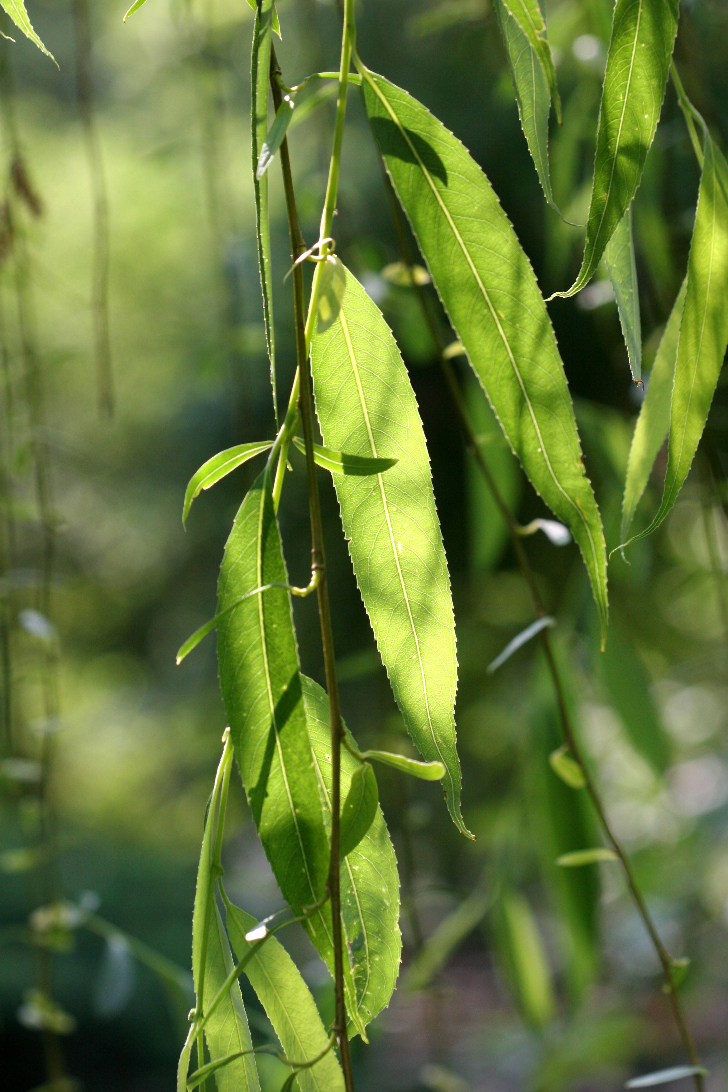 Willow Tree Foliage