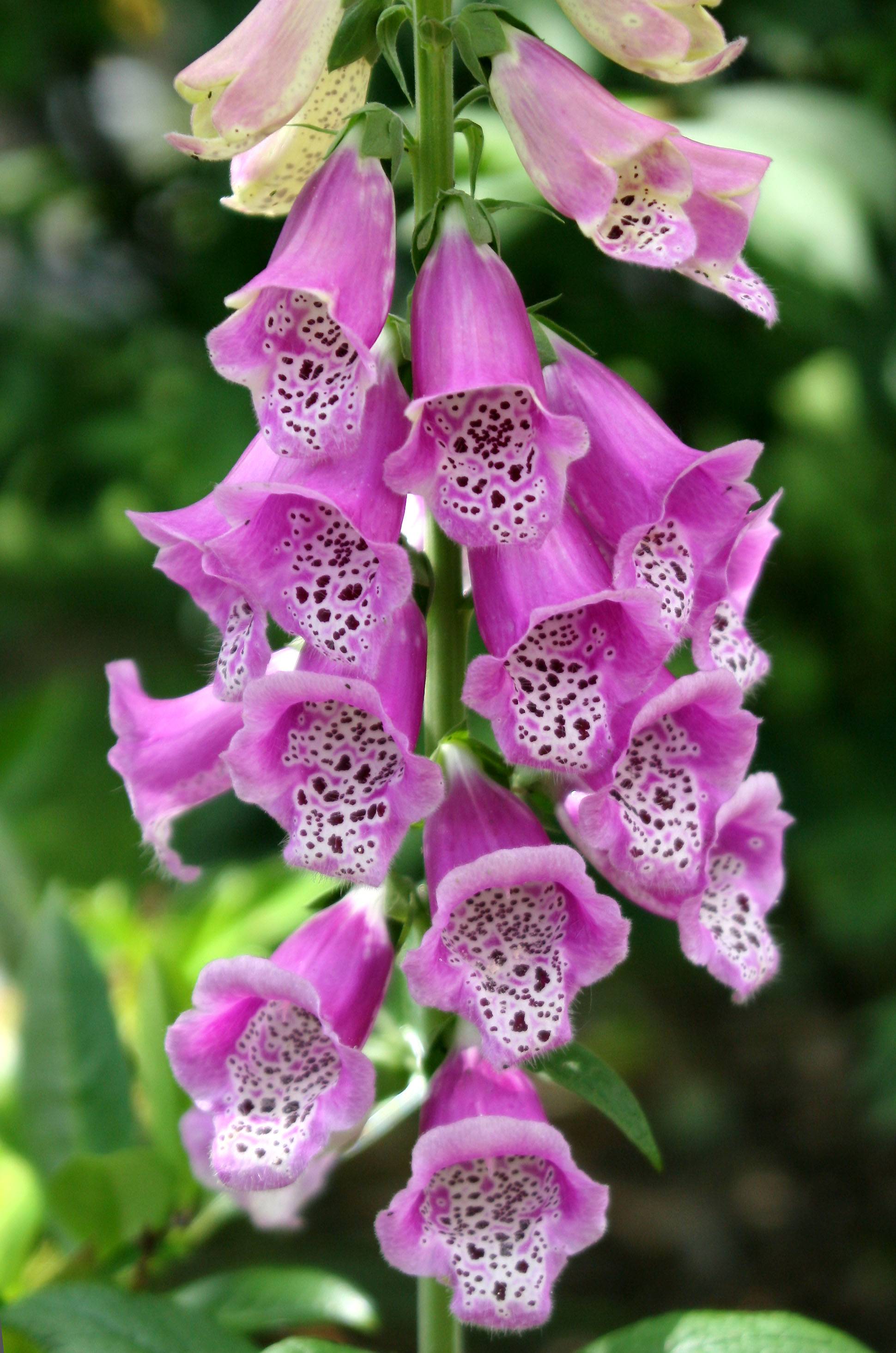 Foxglove