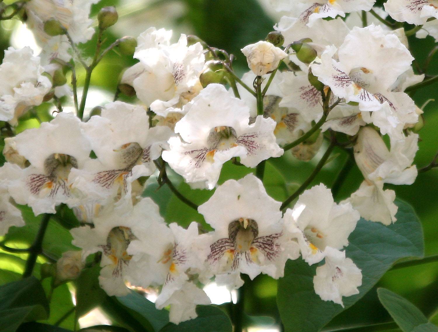 Catalpa Tree Blossoms