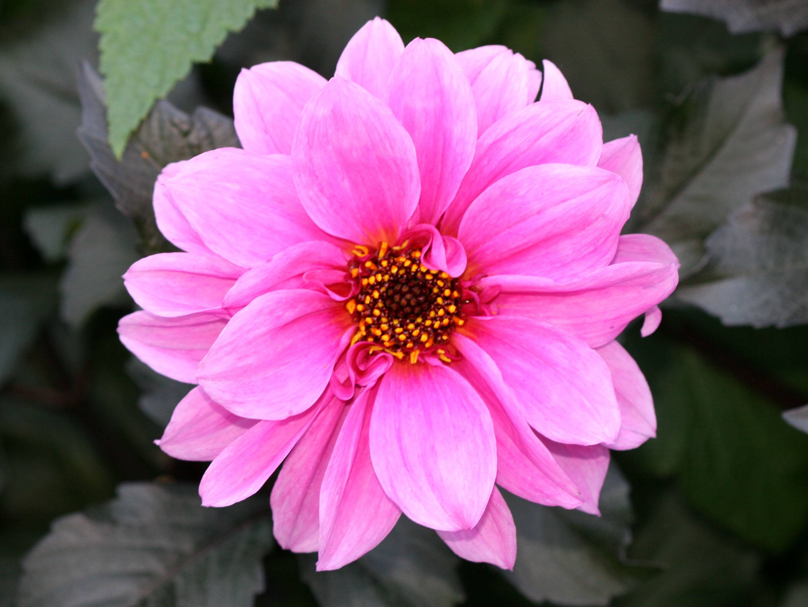 Dahlia