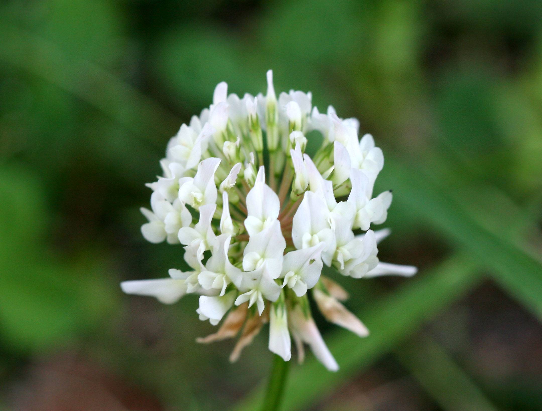 Clover
