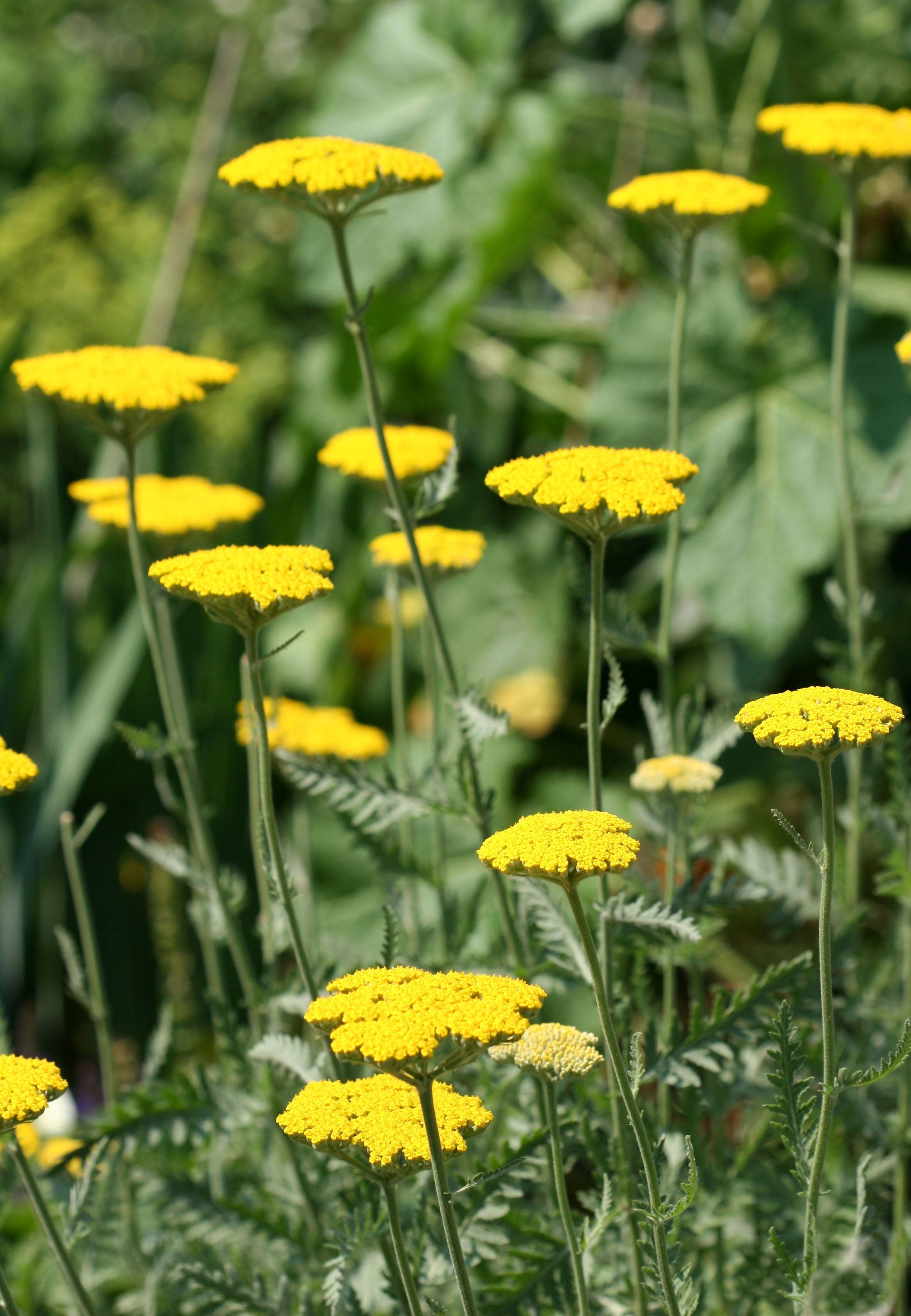 Yarrow