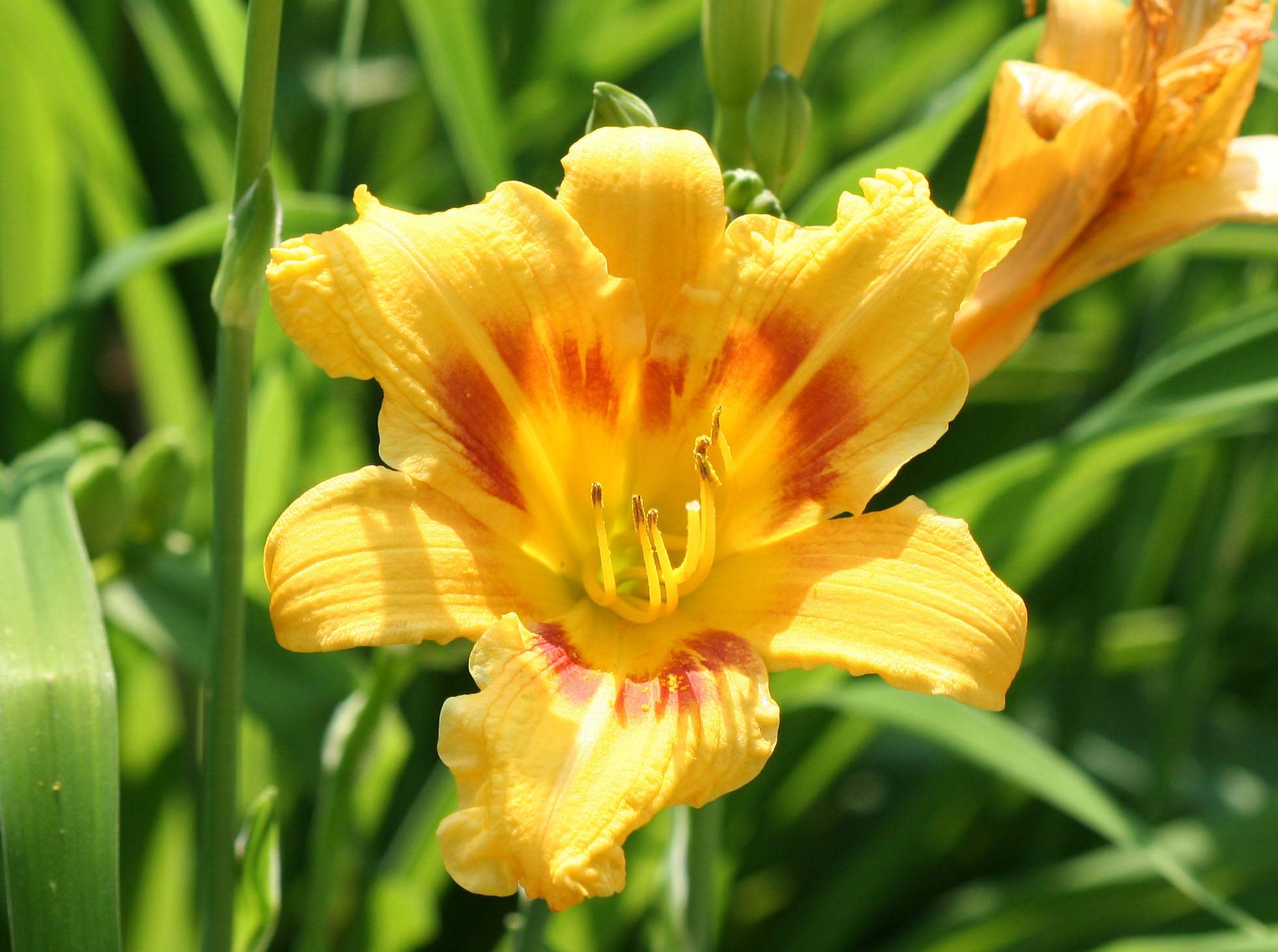 Day Lily