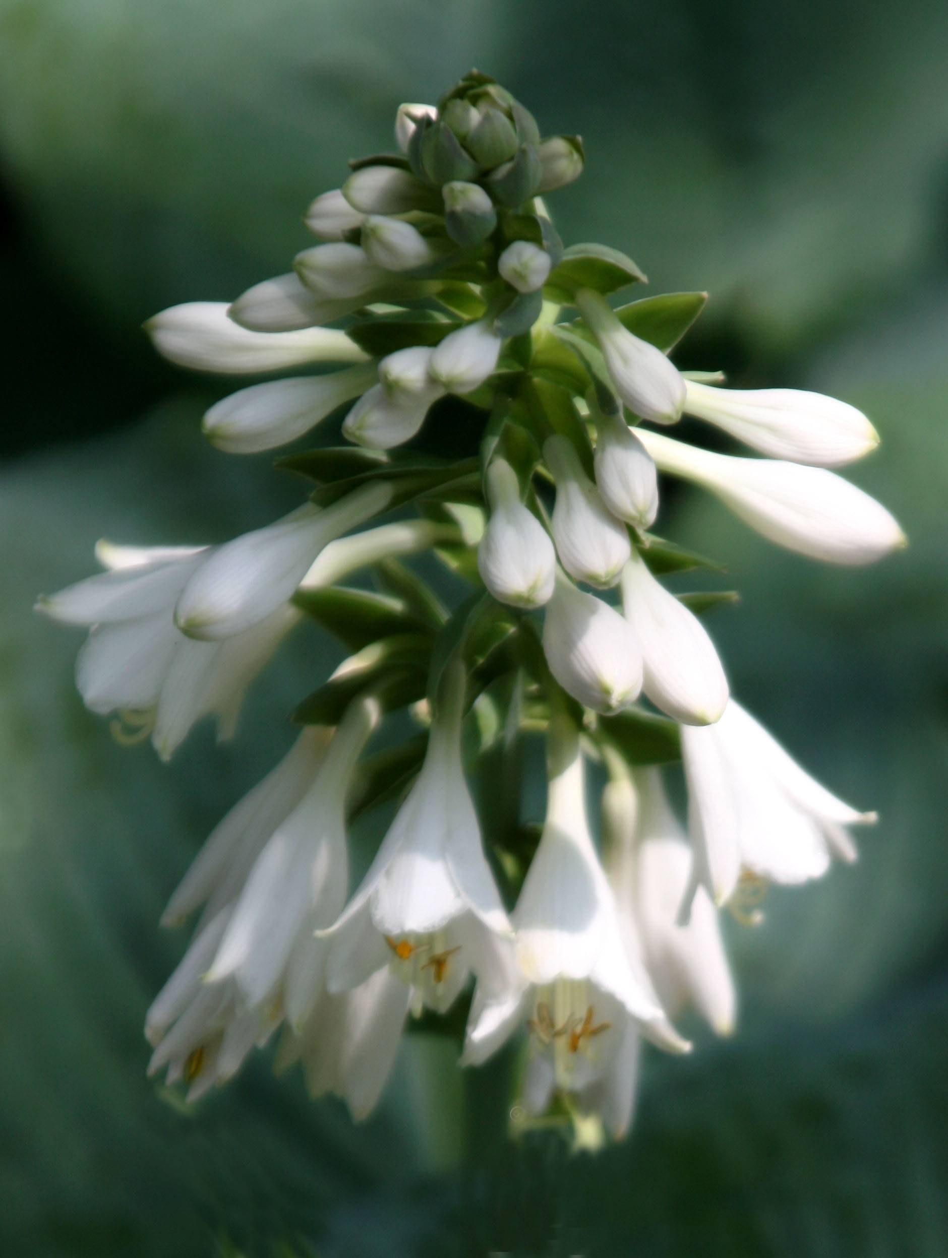 Hosta