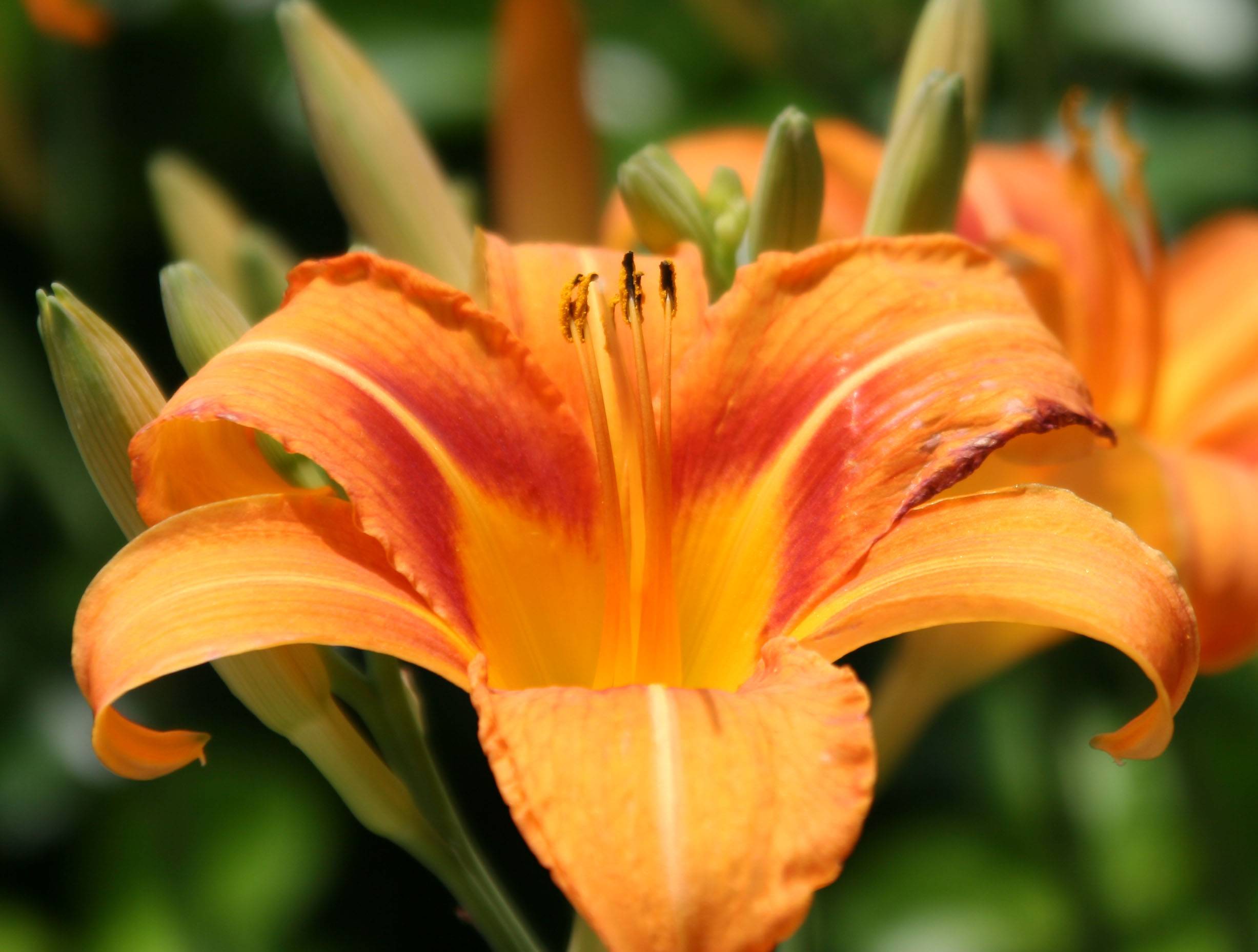 Day Lilies