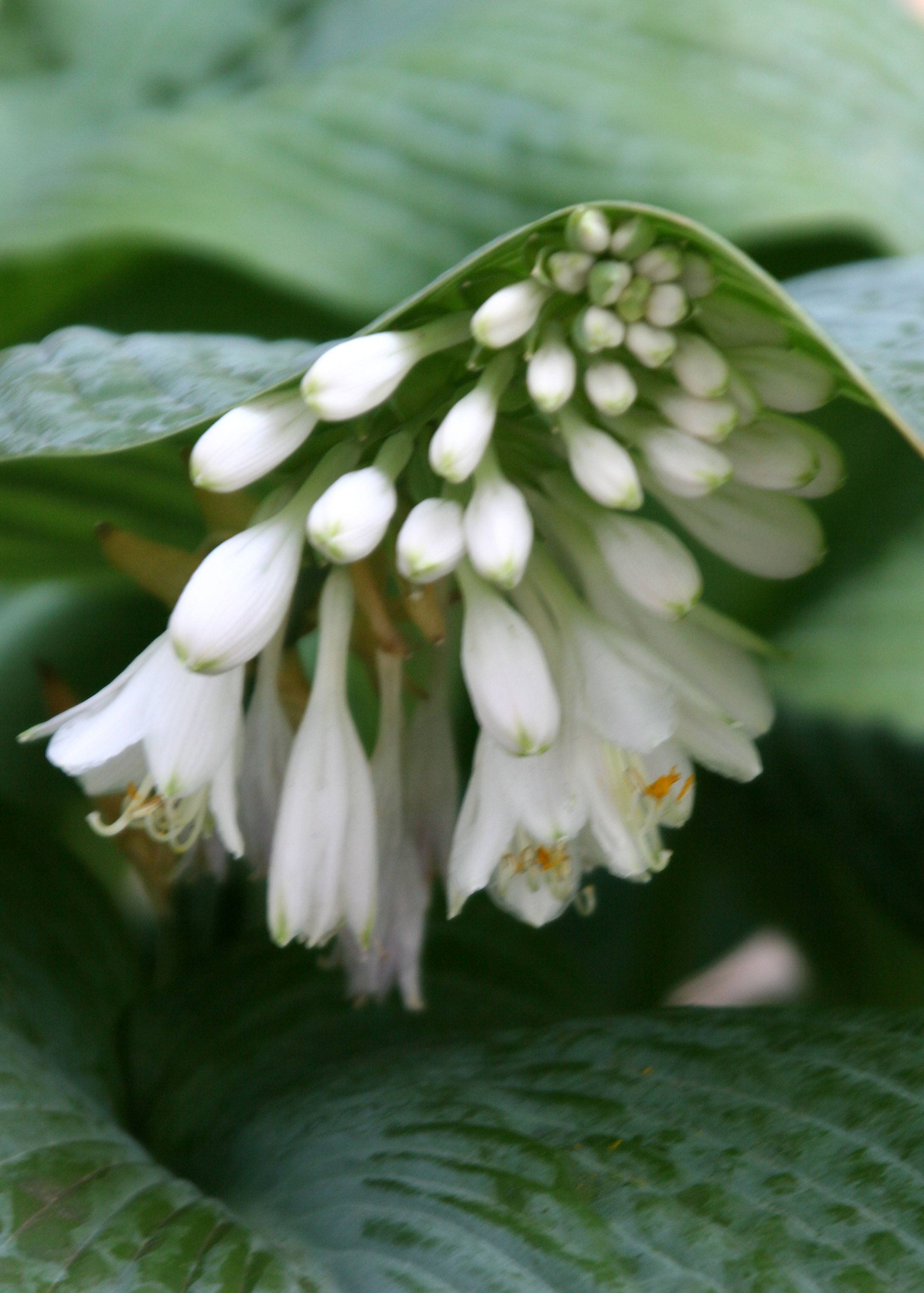 Hosta