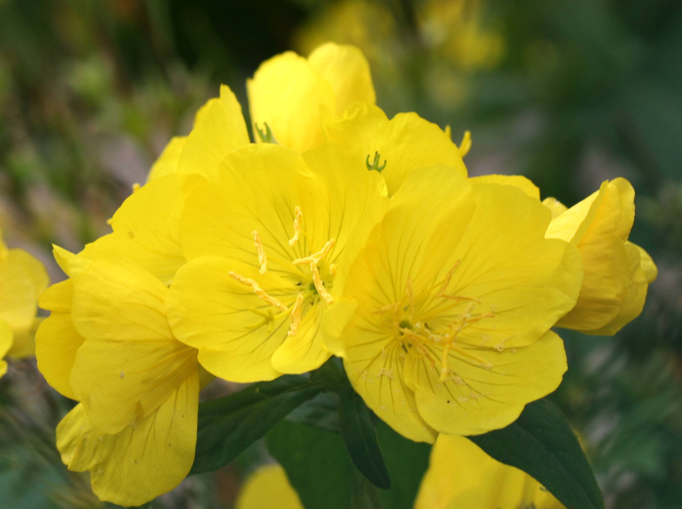 Evening Primrose