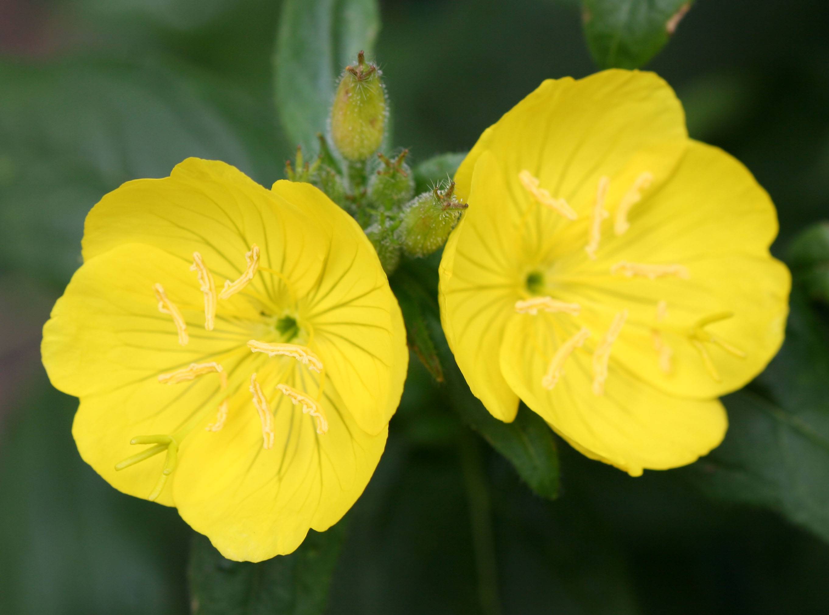 Evening Primrose