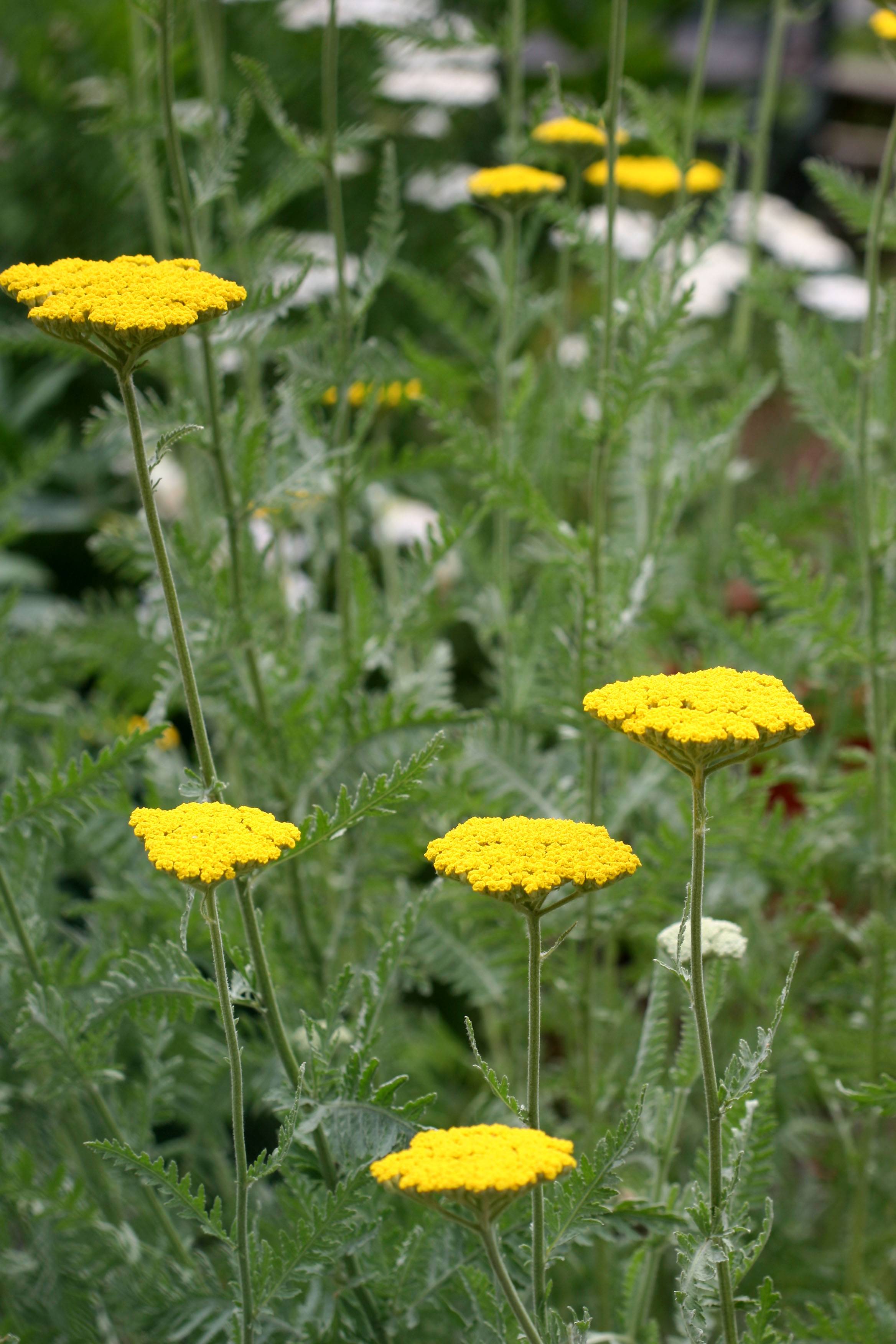 Yarrow