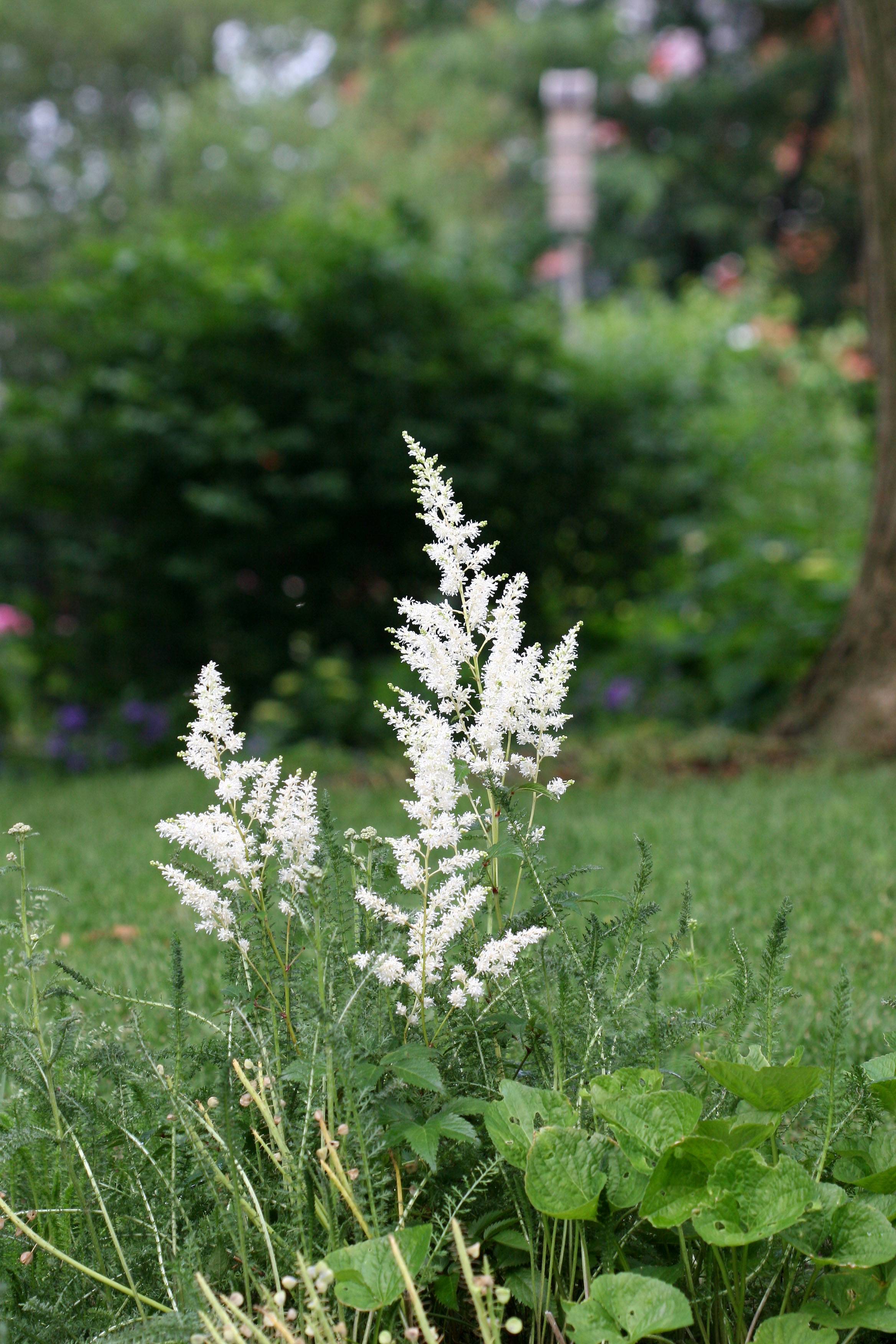 Astilbe