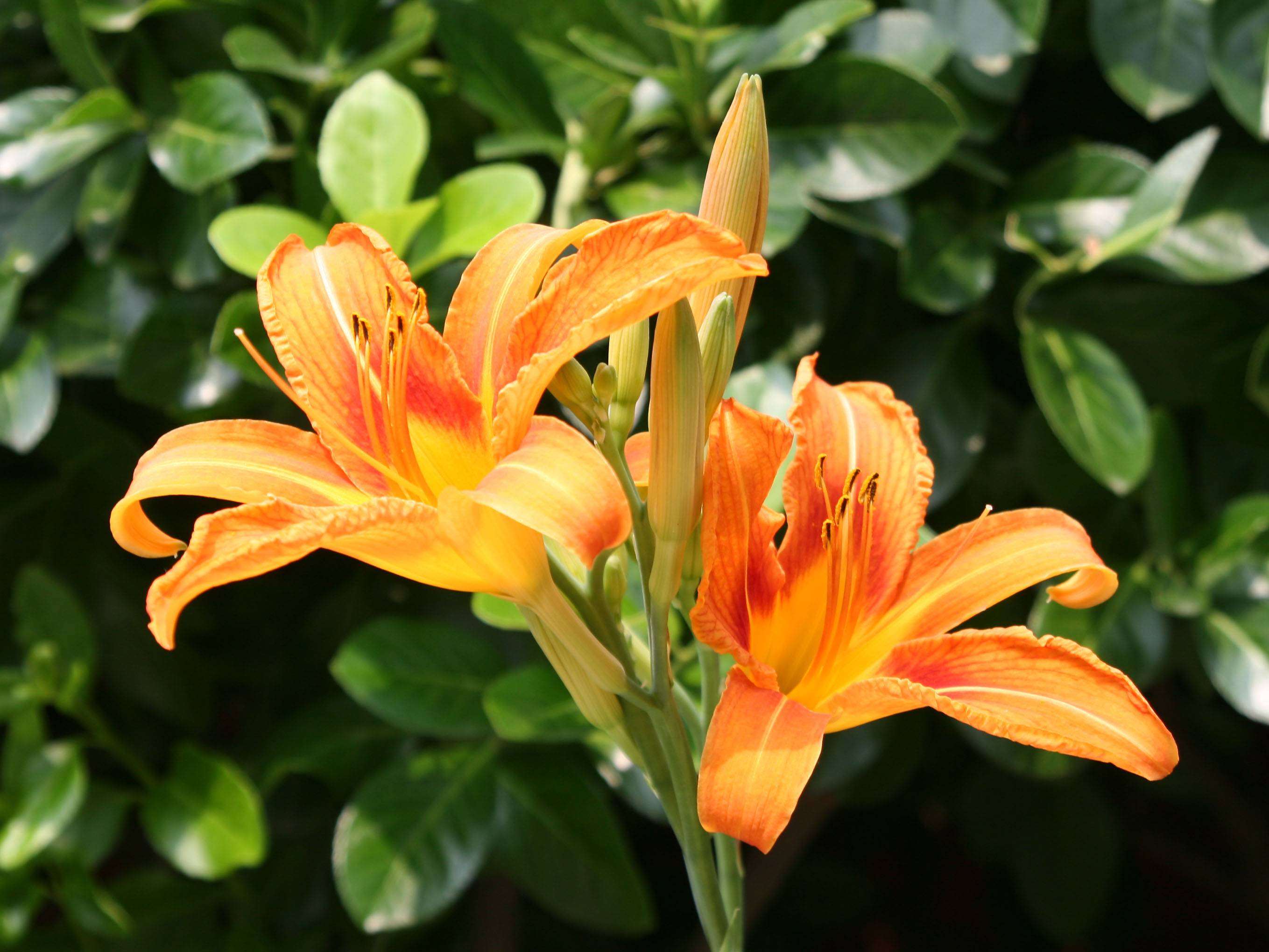 Day Lilies