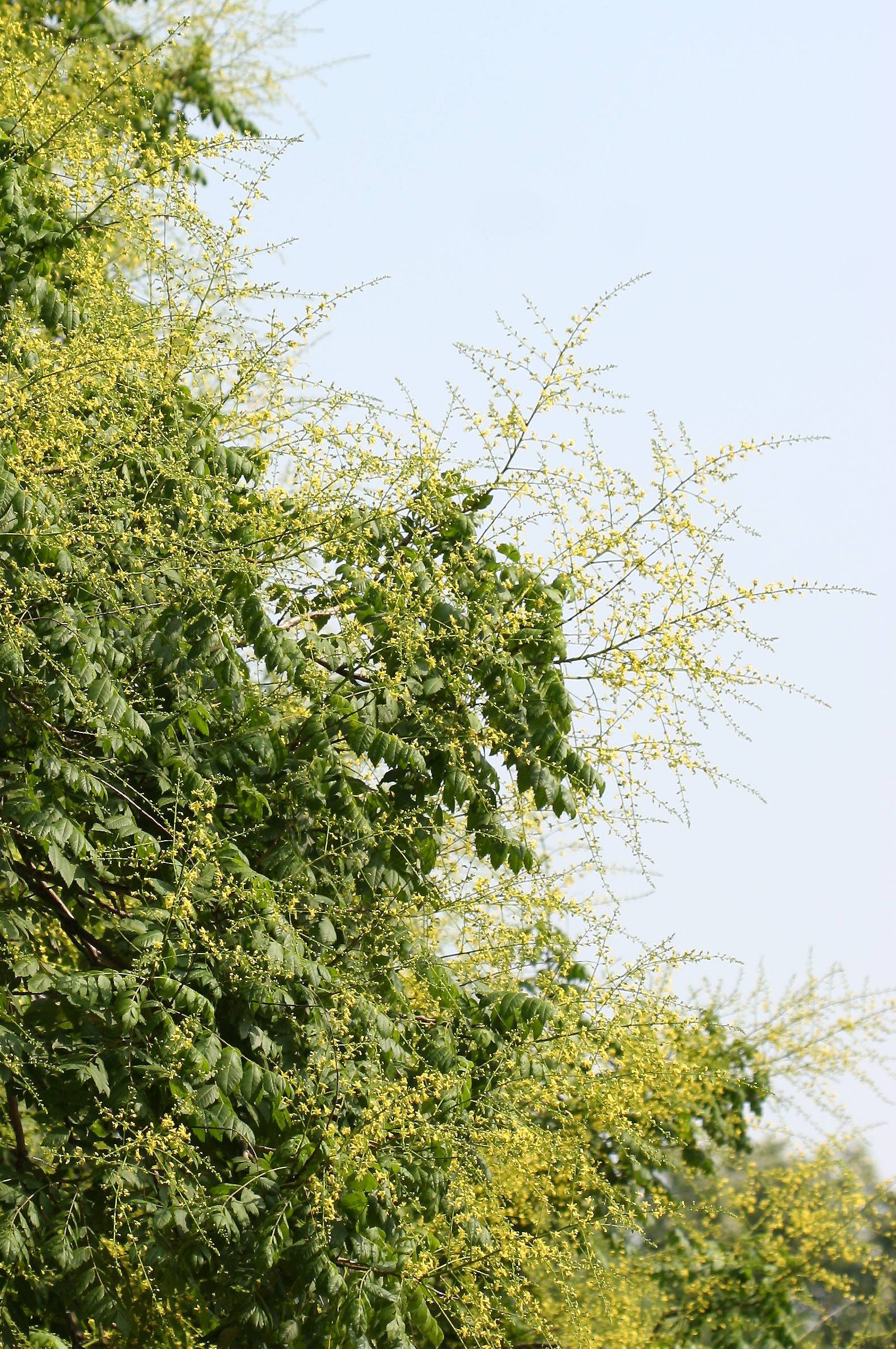 Golden Rain Tree
