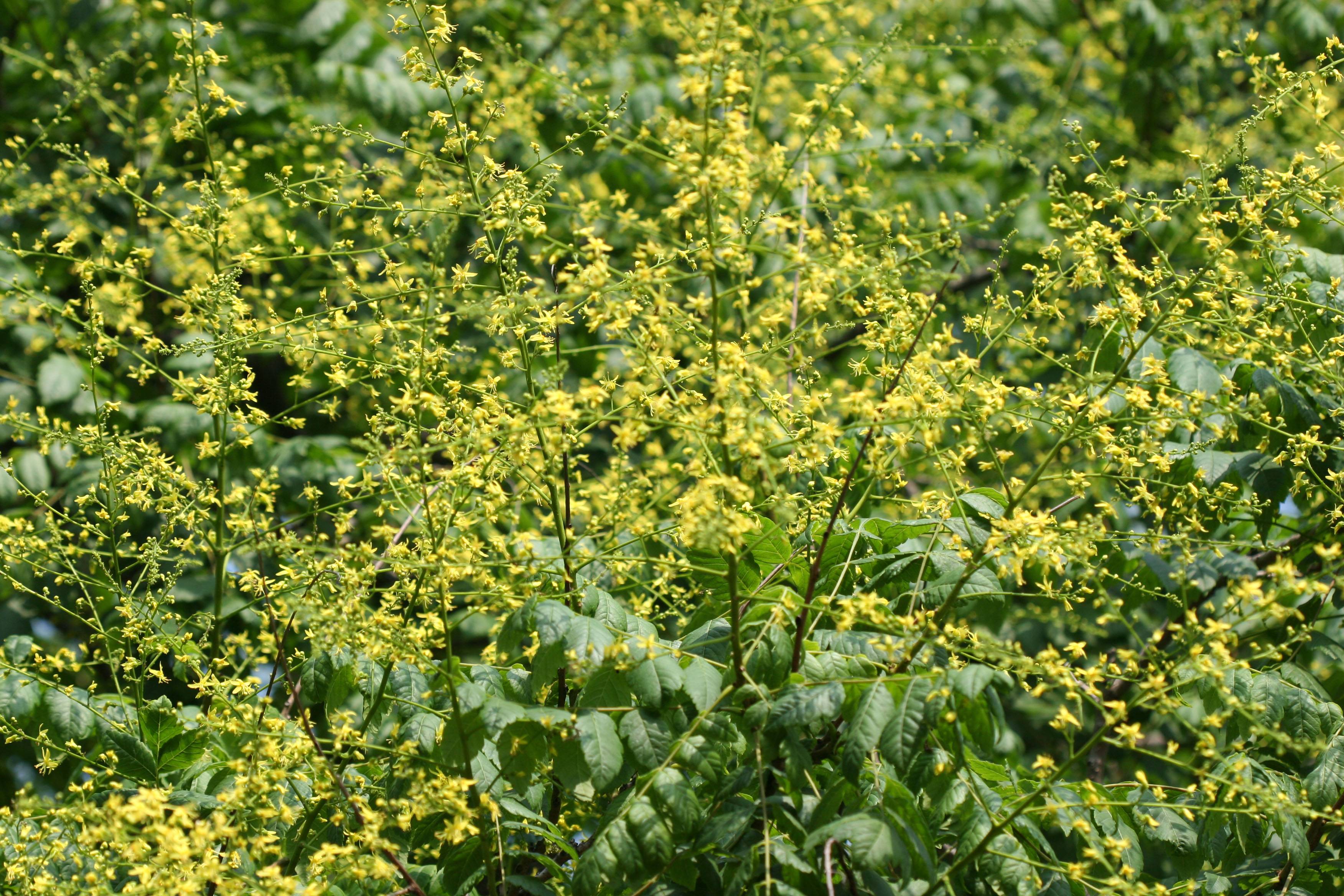 Golden Rain Tree Blossoms