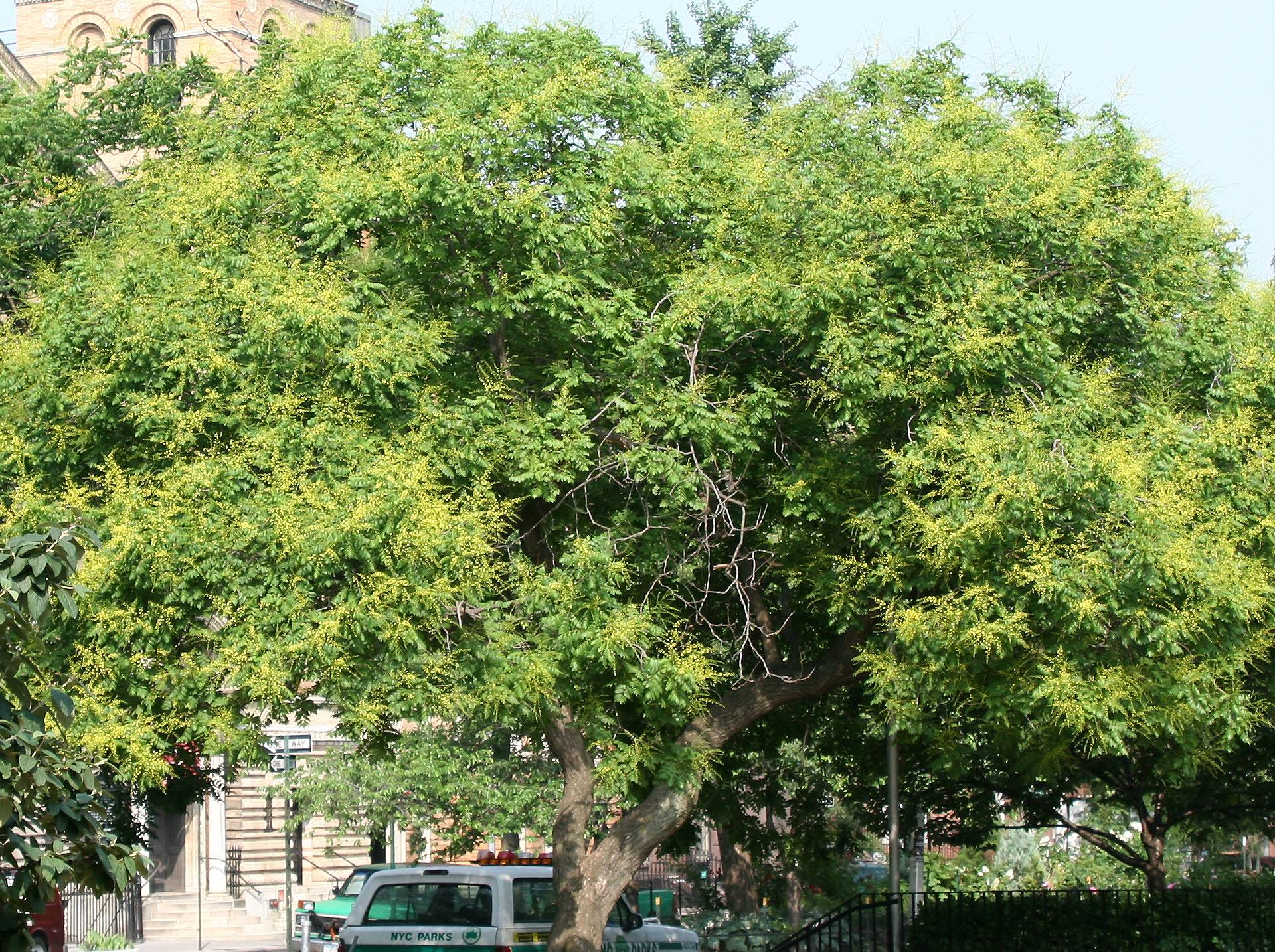 Golden Rain Tree