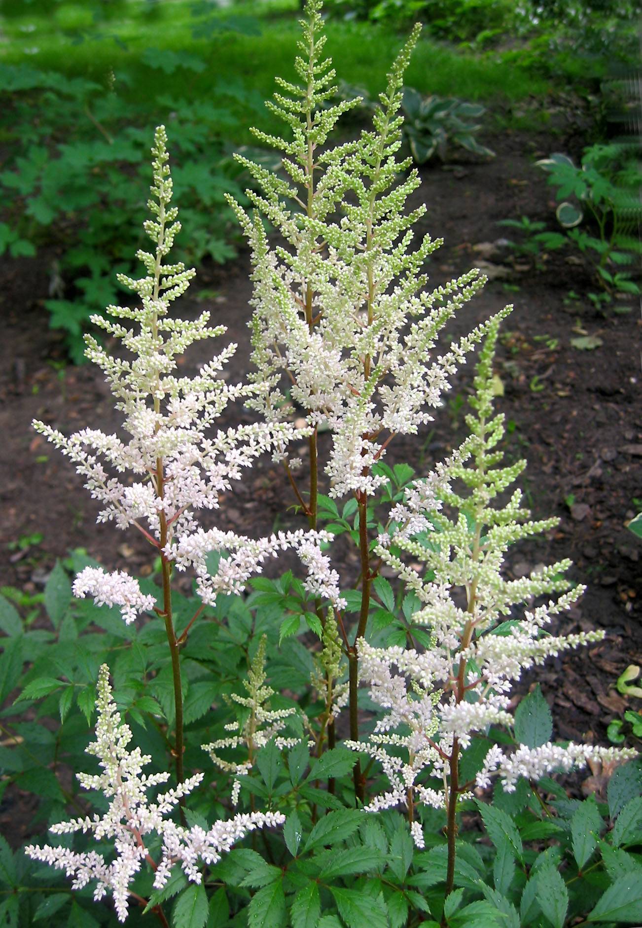 Astilbe