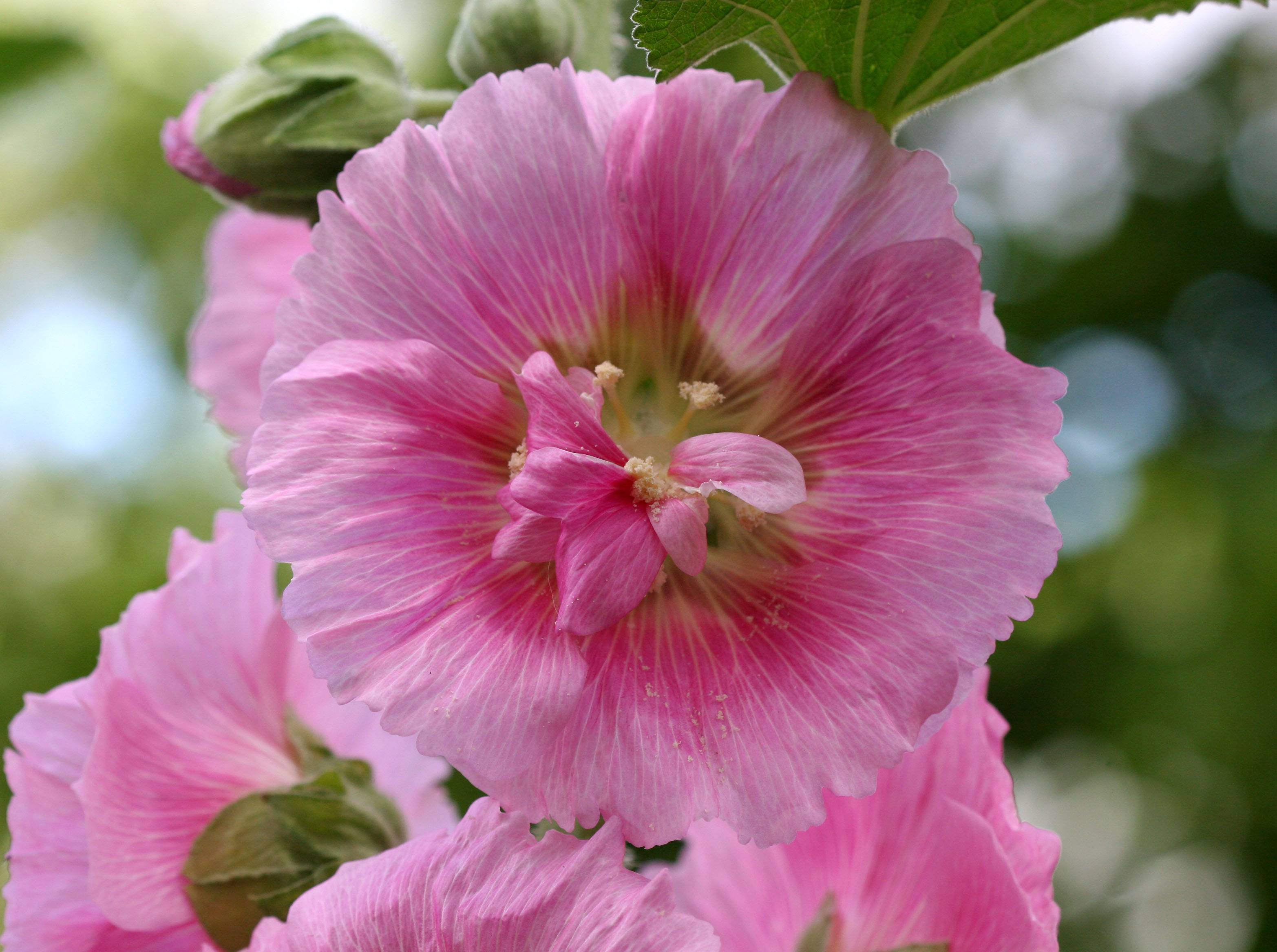 Hollyhocks