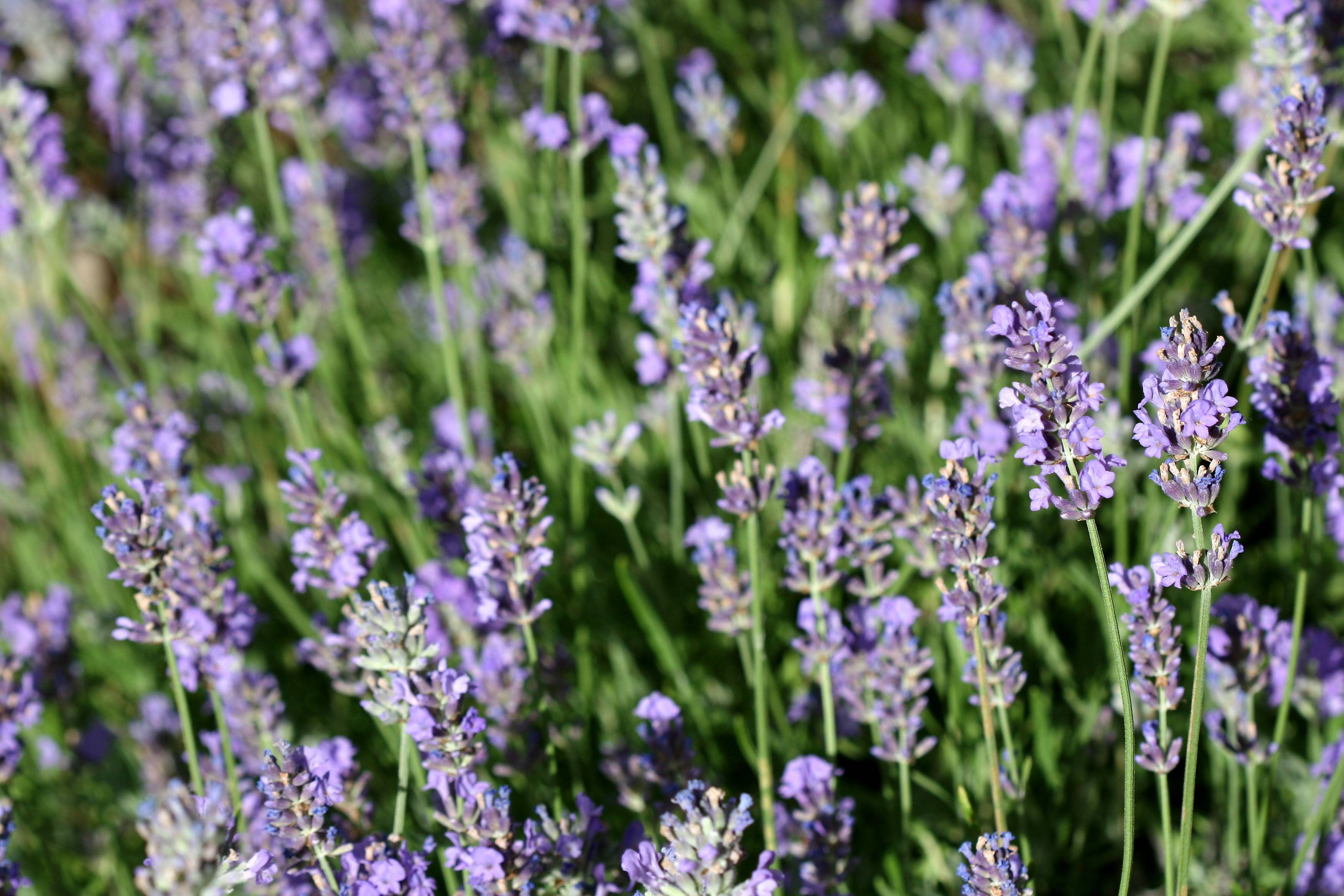 Lavender