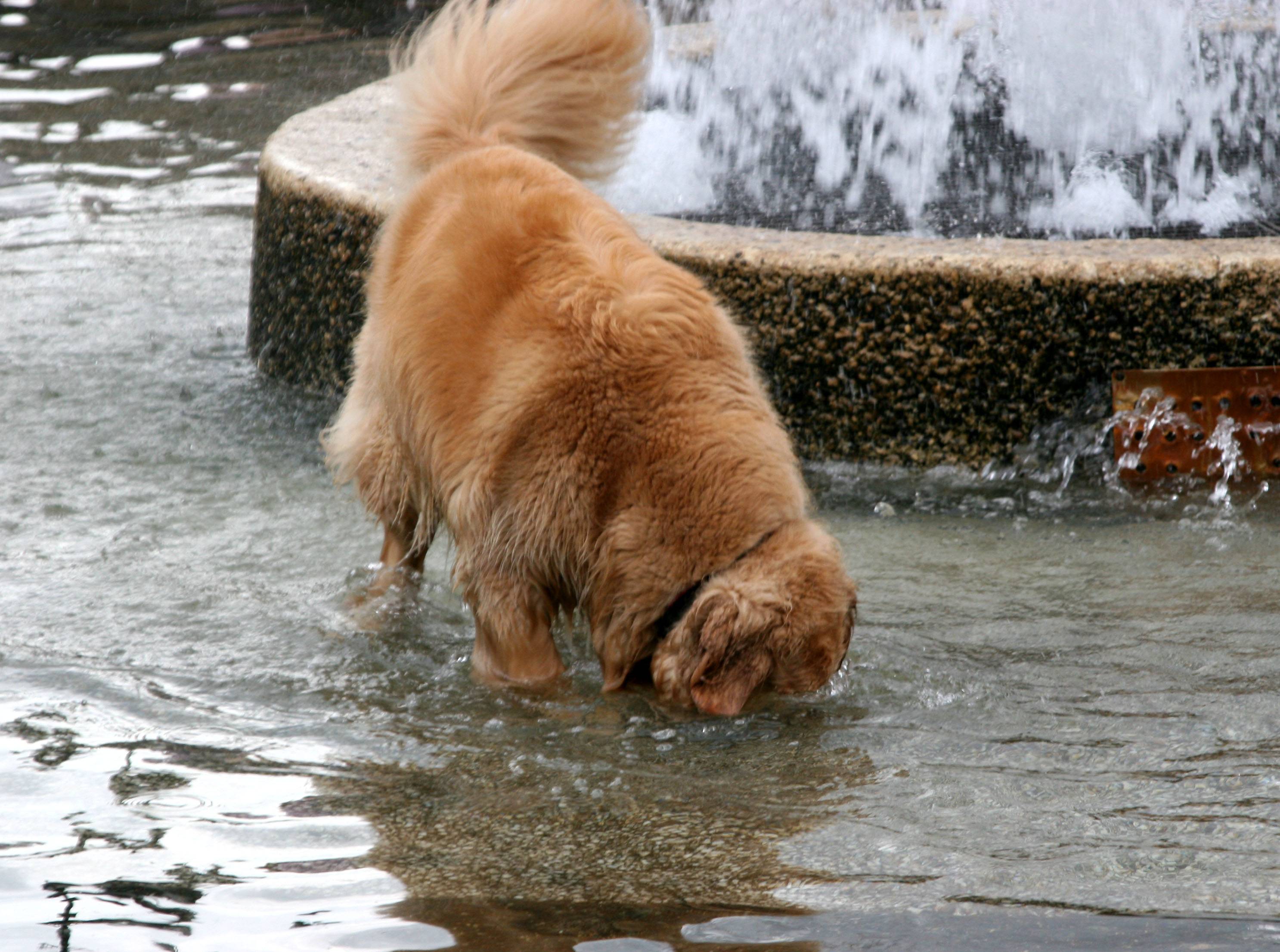 Fishing in the Fountain Pool