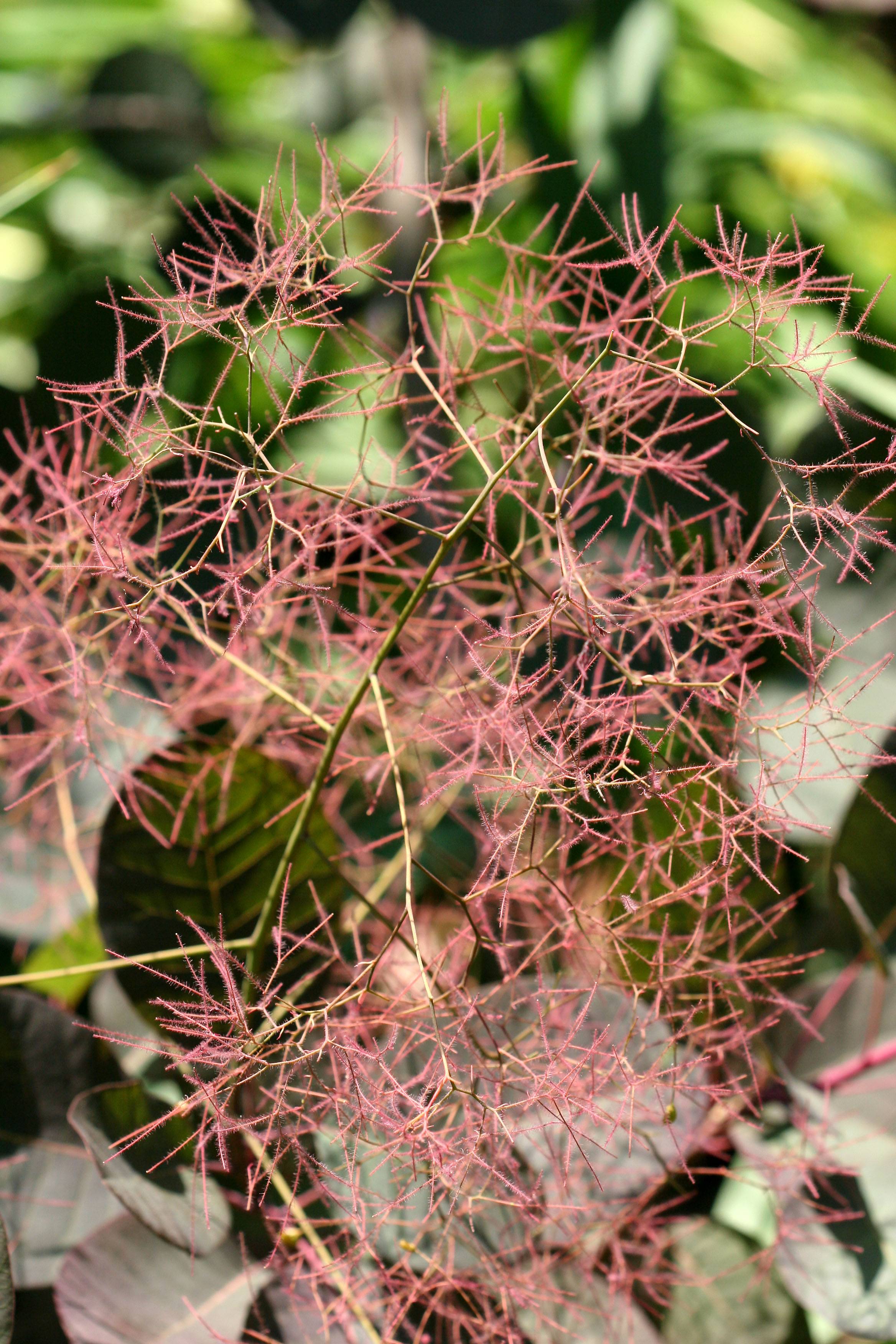 Smoke Tree - Cotinus coggygria