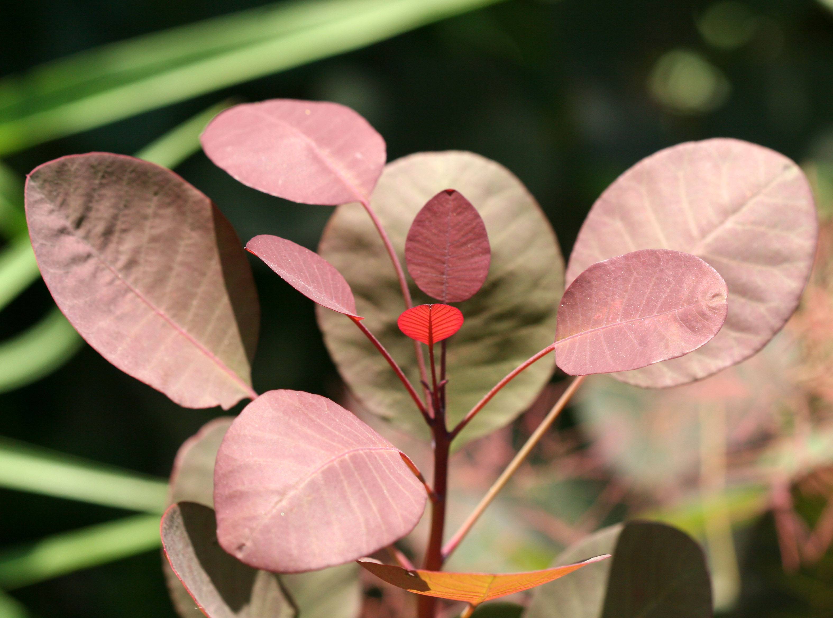 Smoke Tree - Cotinus coggygria
