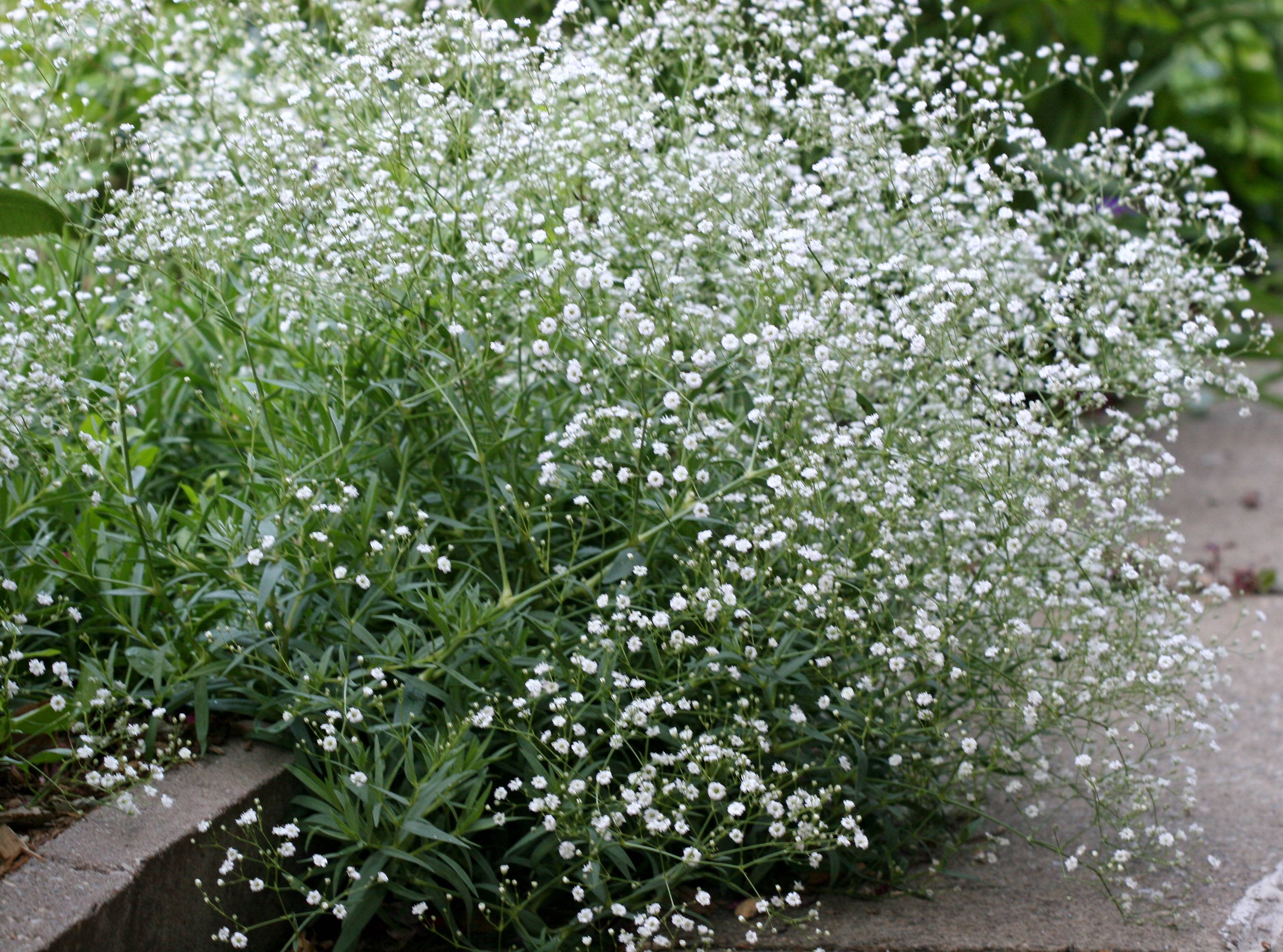 Babys Breath Gypsophylia
