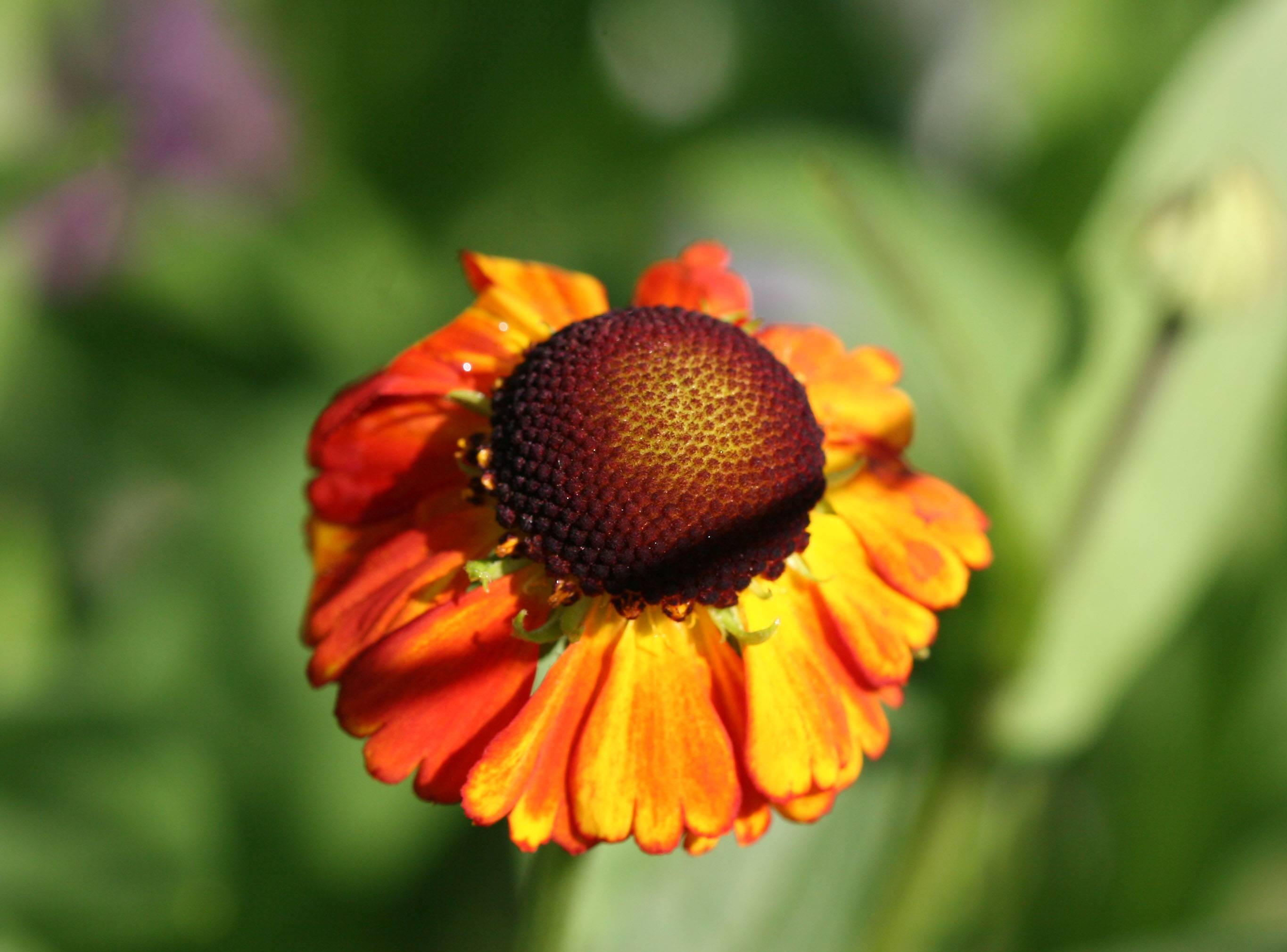 Sneezeweed