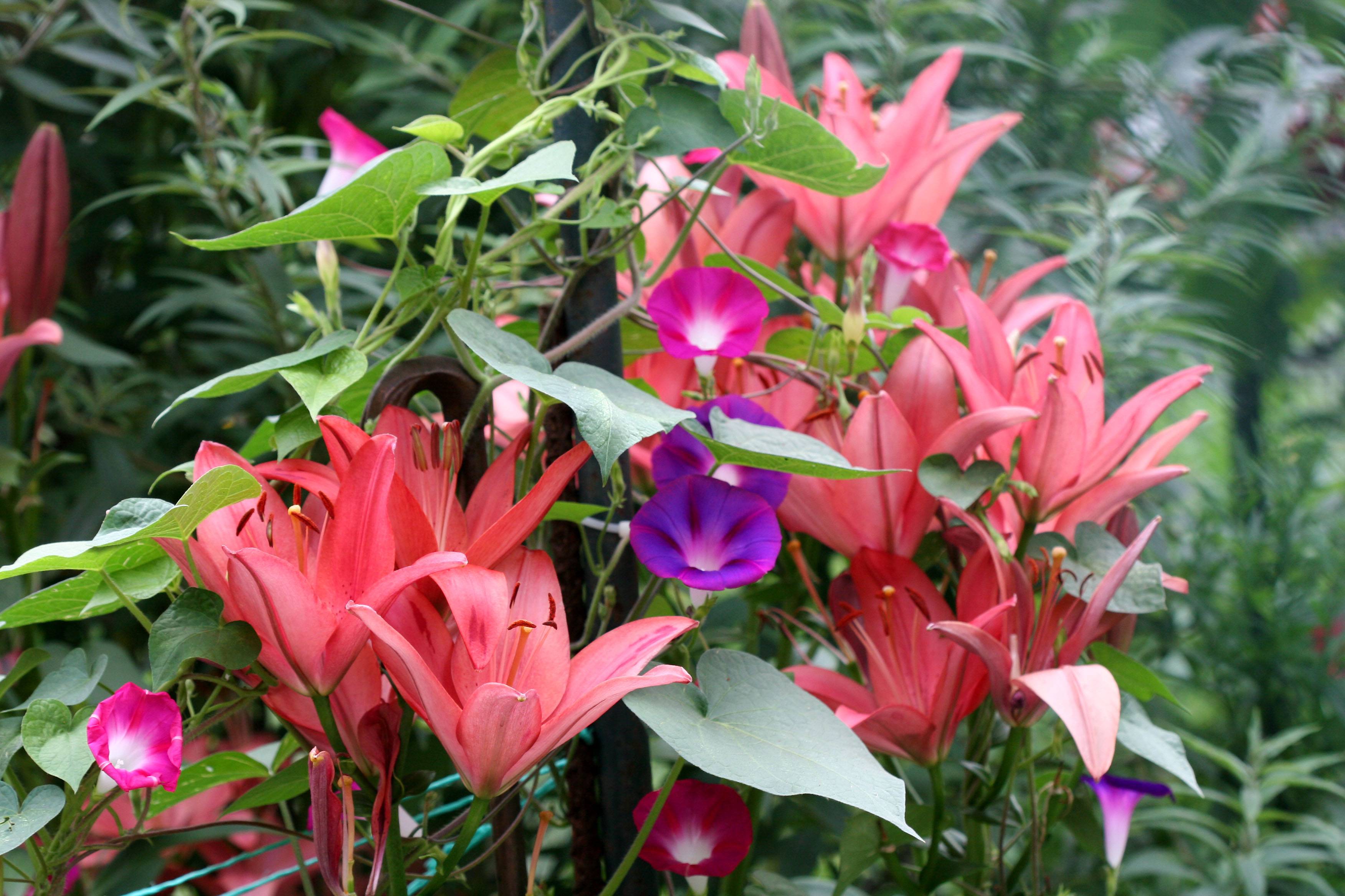Lilies