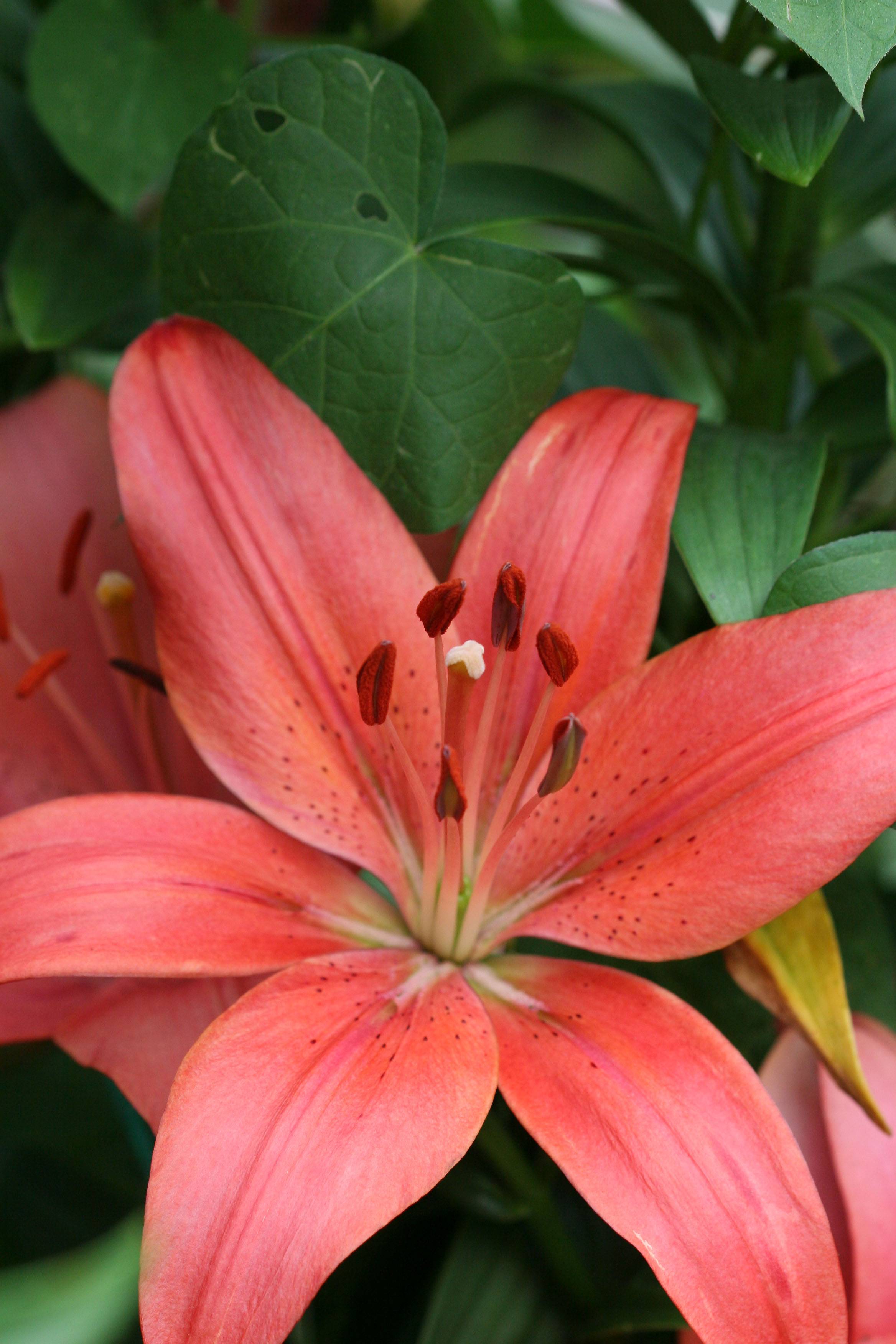 Lily