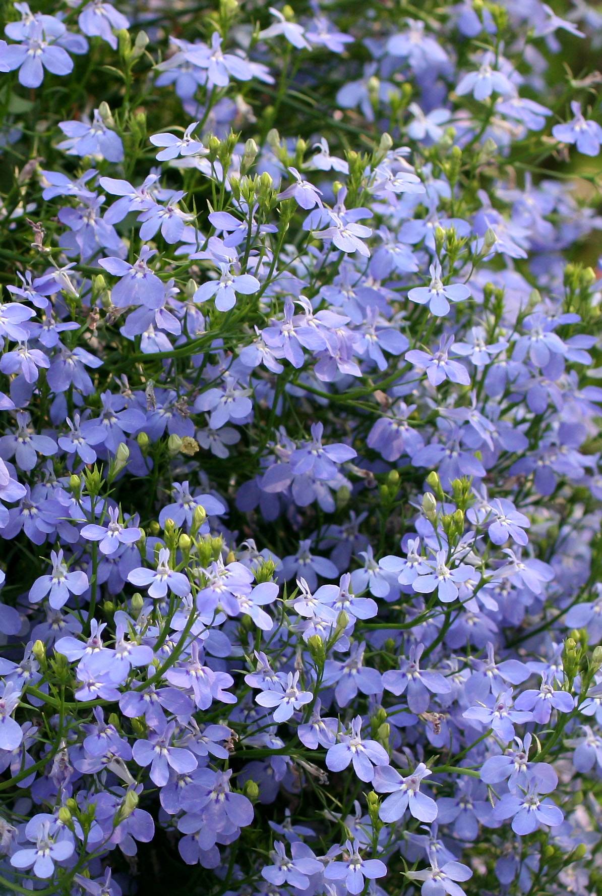 Lobelia