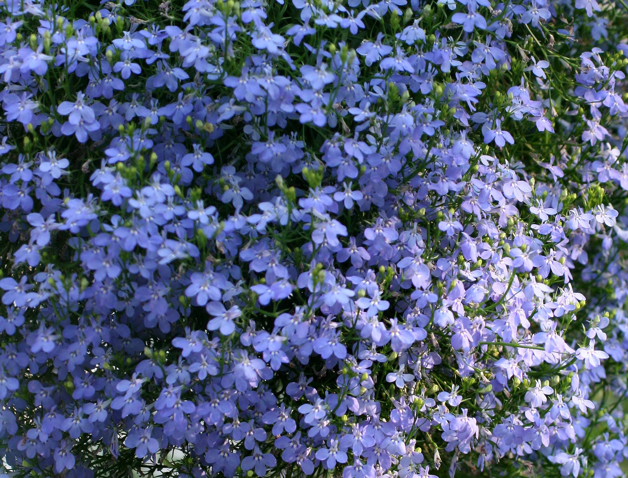 Lobelia