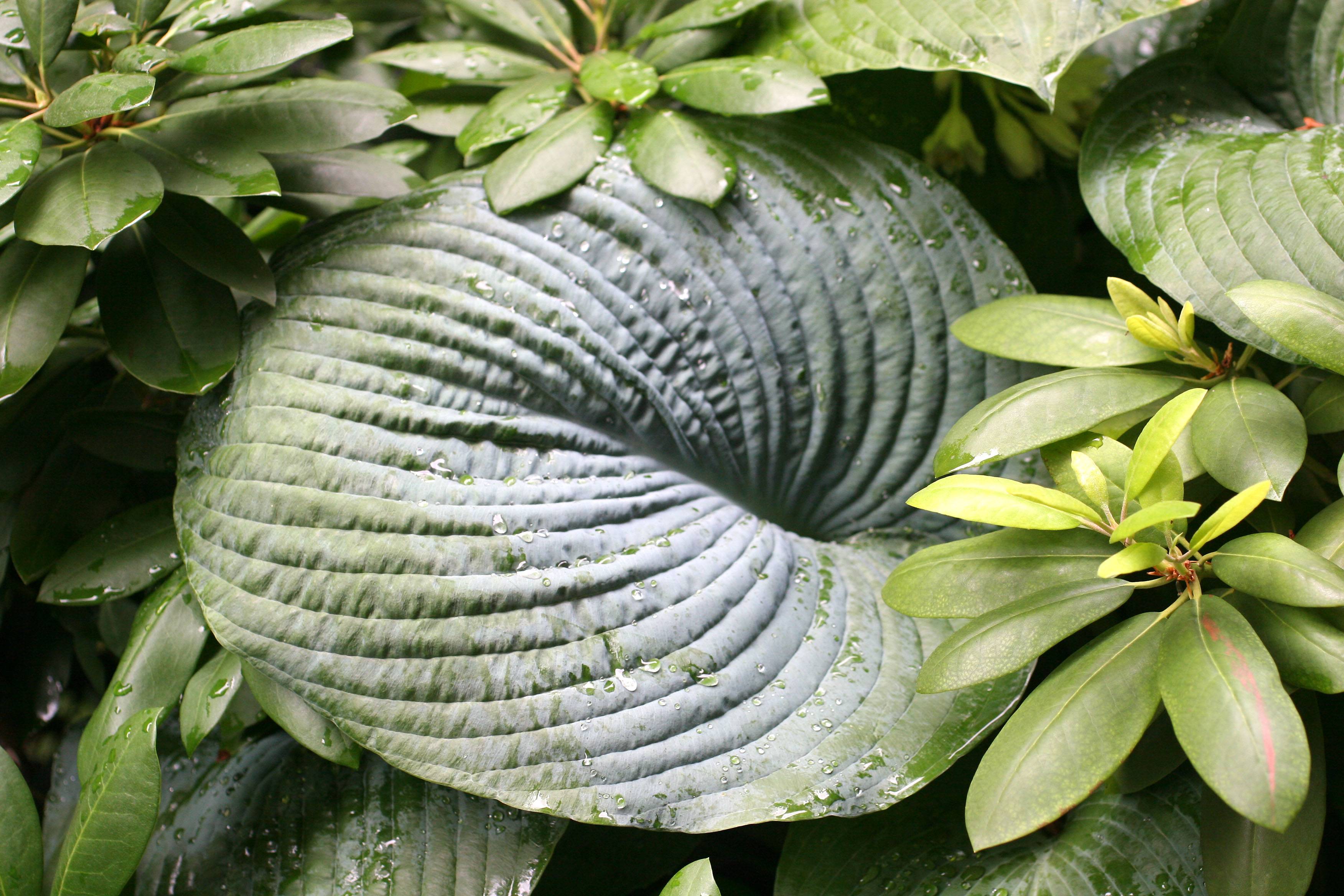 Hosta & Rhododendron Foliage