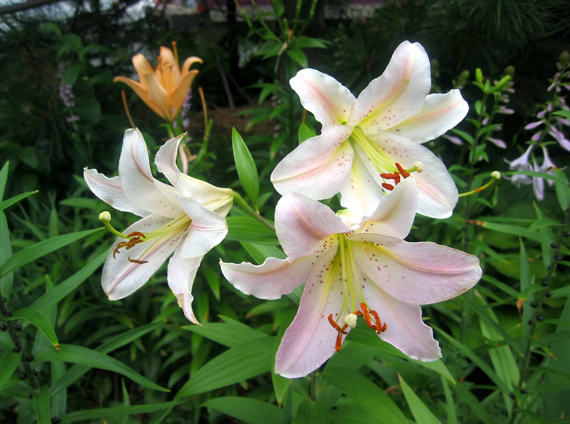 Lilies