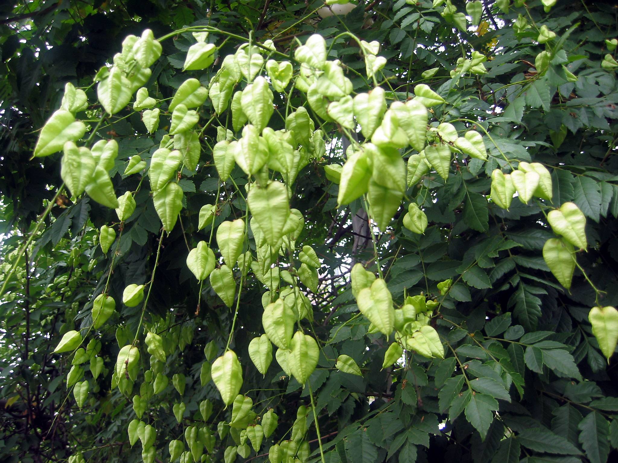 Golden Rain Tree Seed Pods