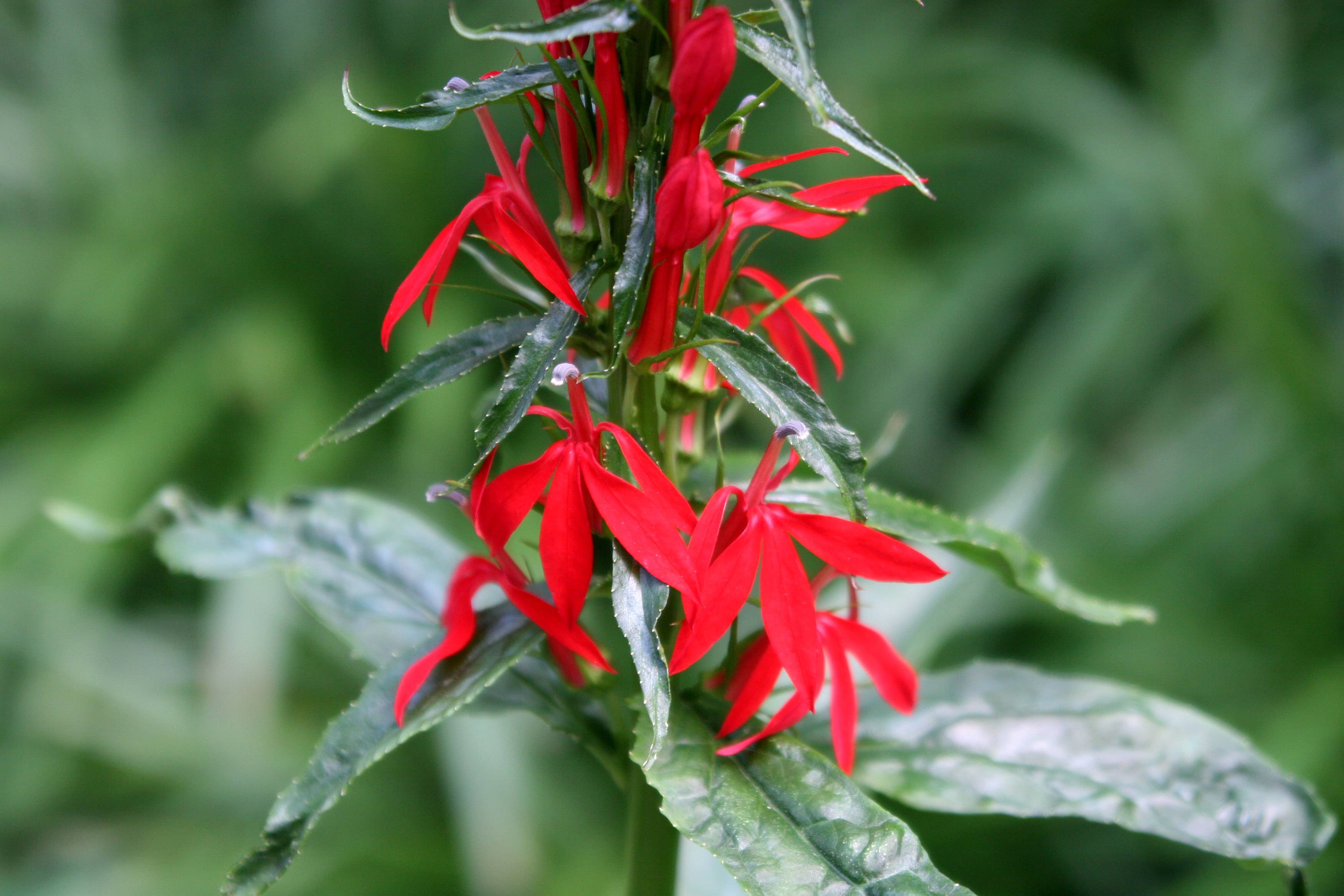 Lobelia