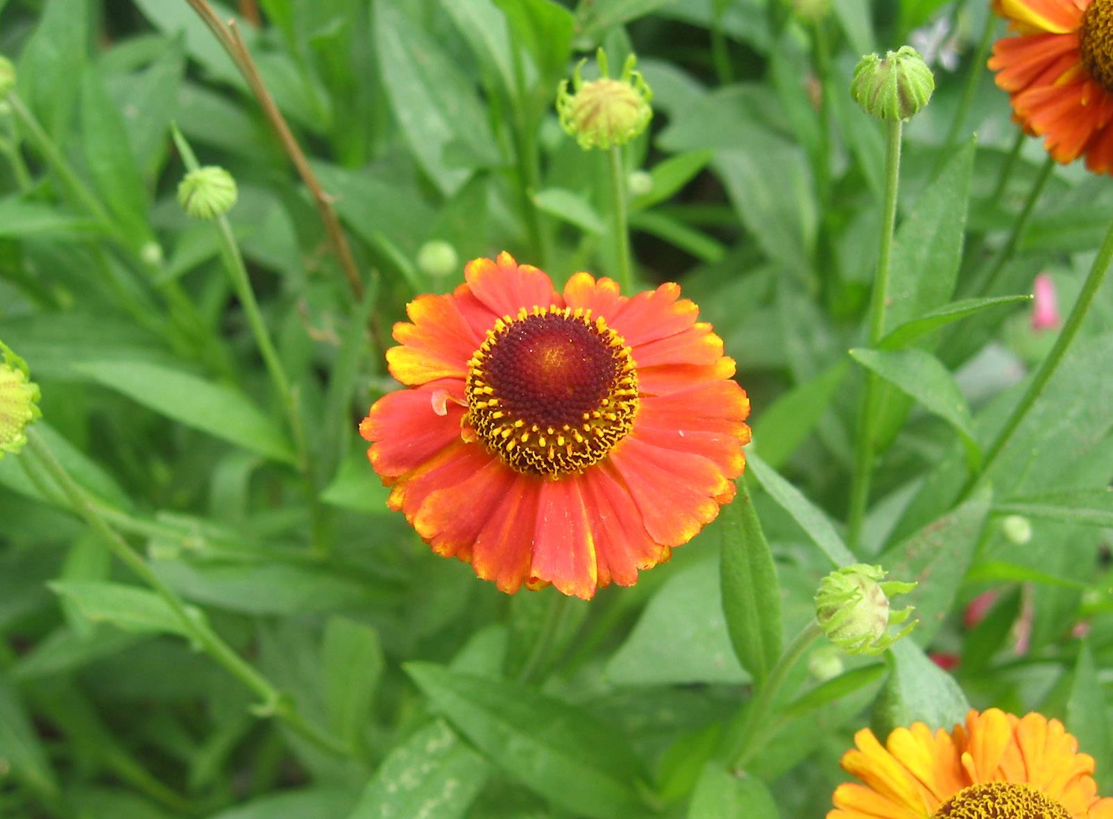 Sneezeweed