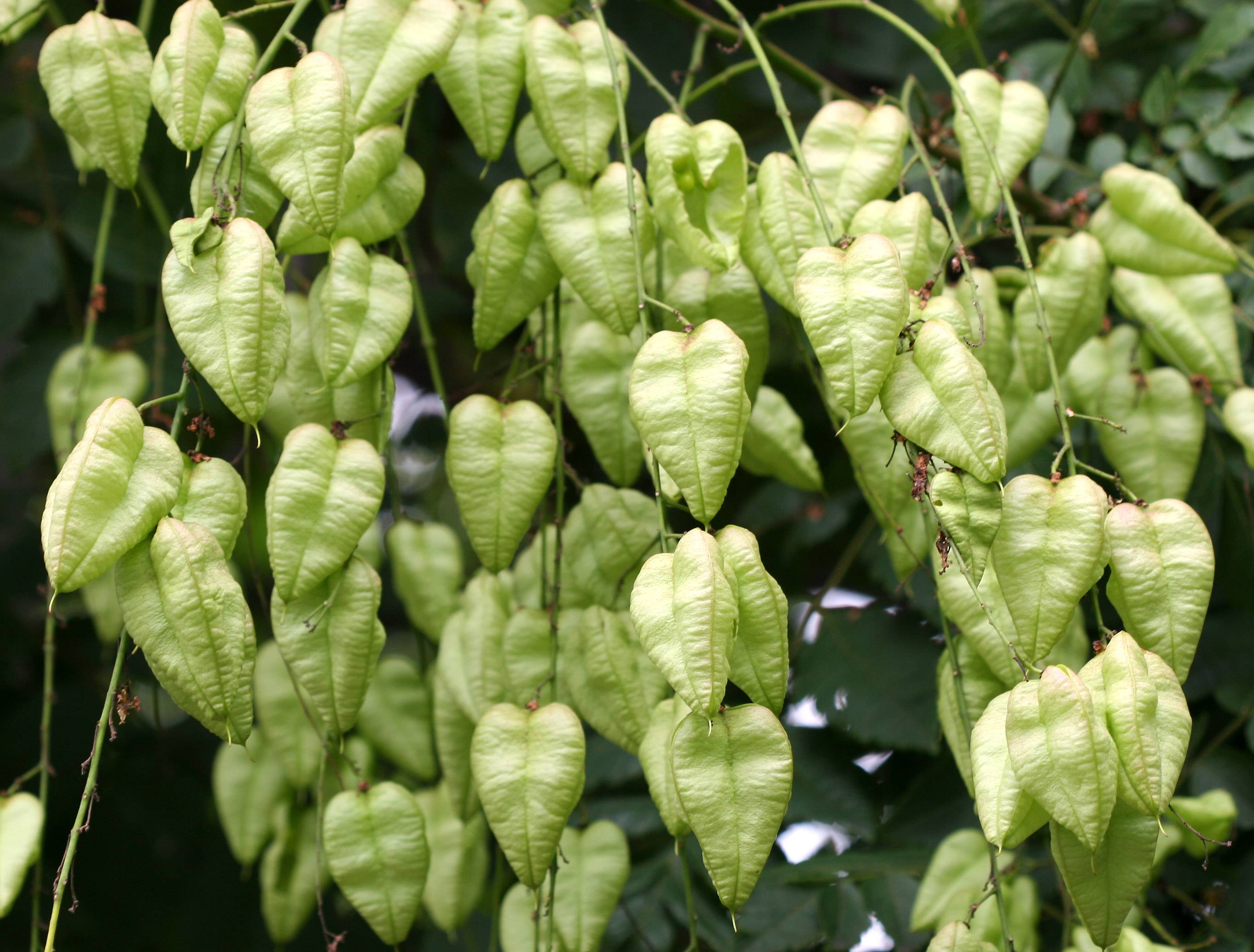 Golden Rain Tree Pods