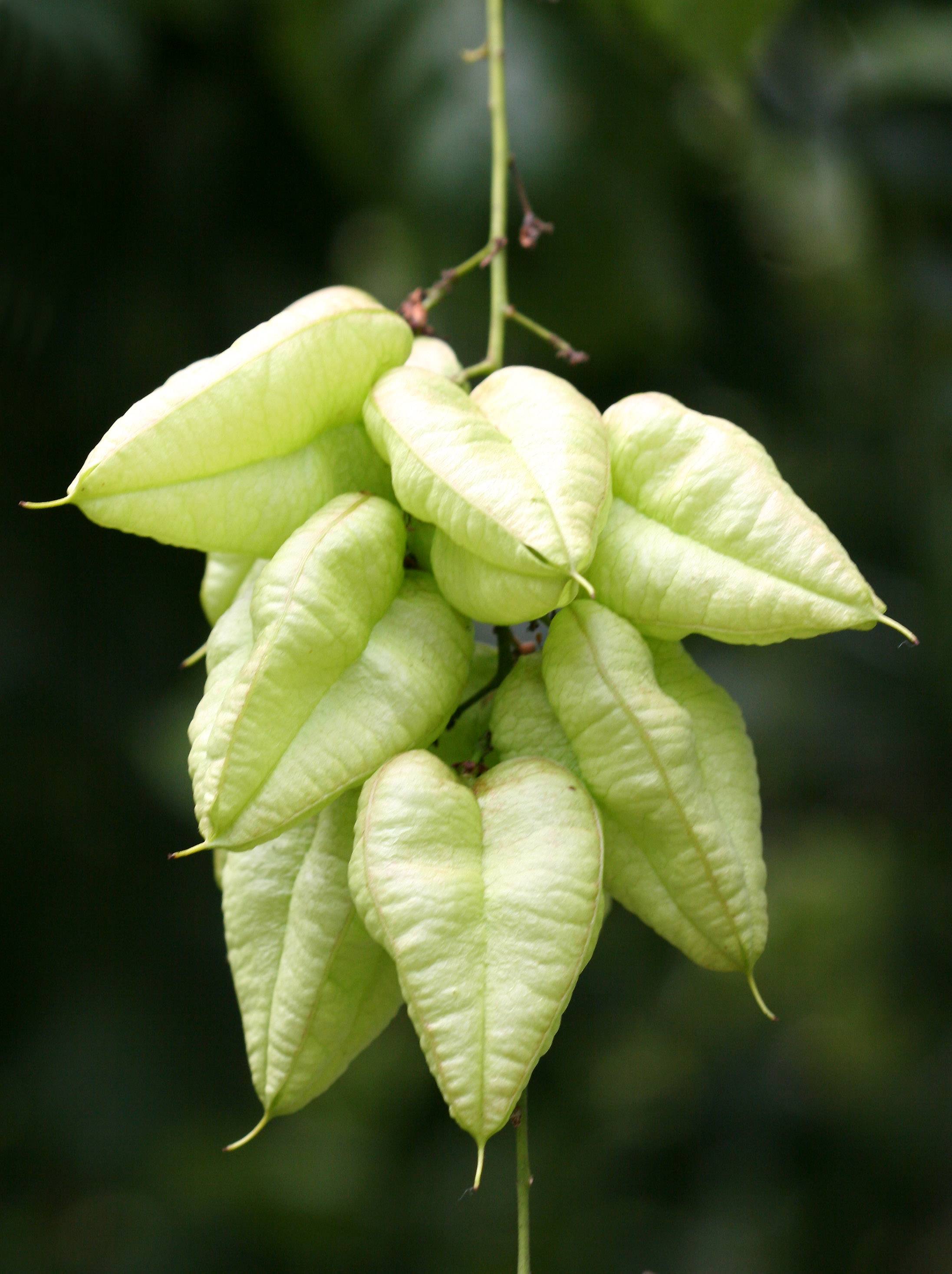 Golden Rain Tree Pods