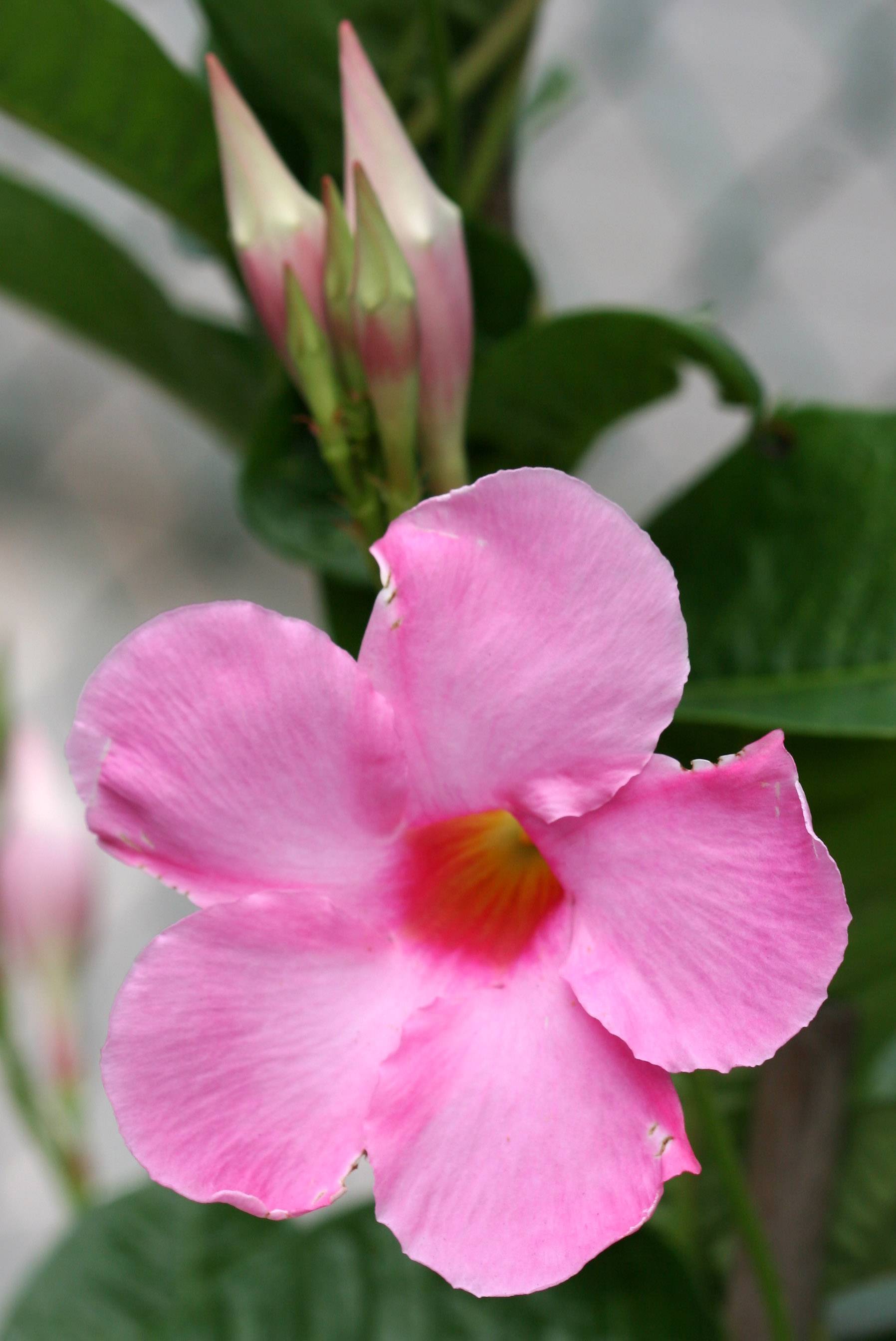 Mandevilla Vine Flower