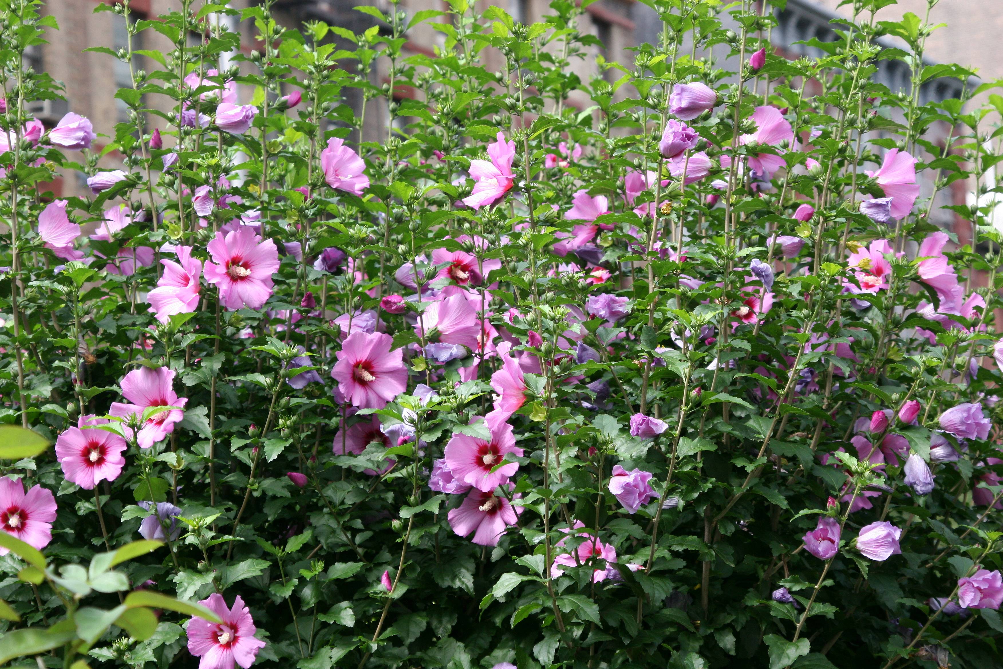 Hibiscus Bush