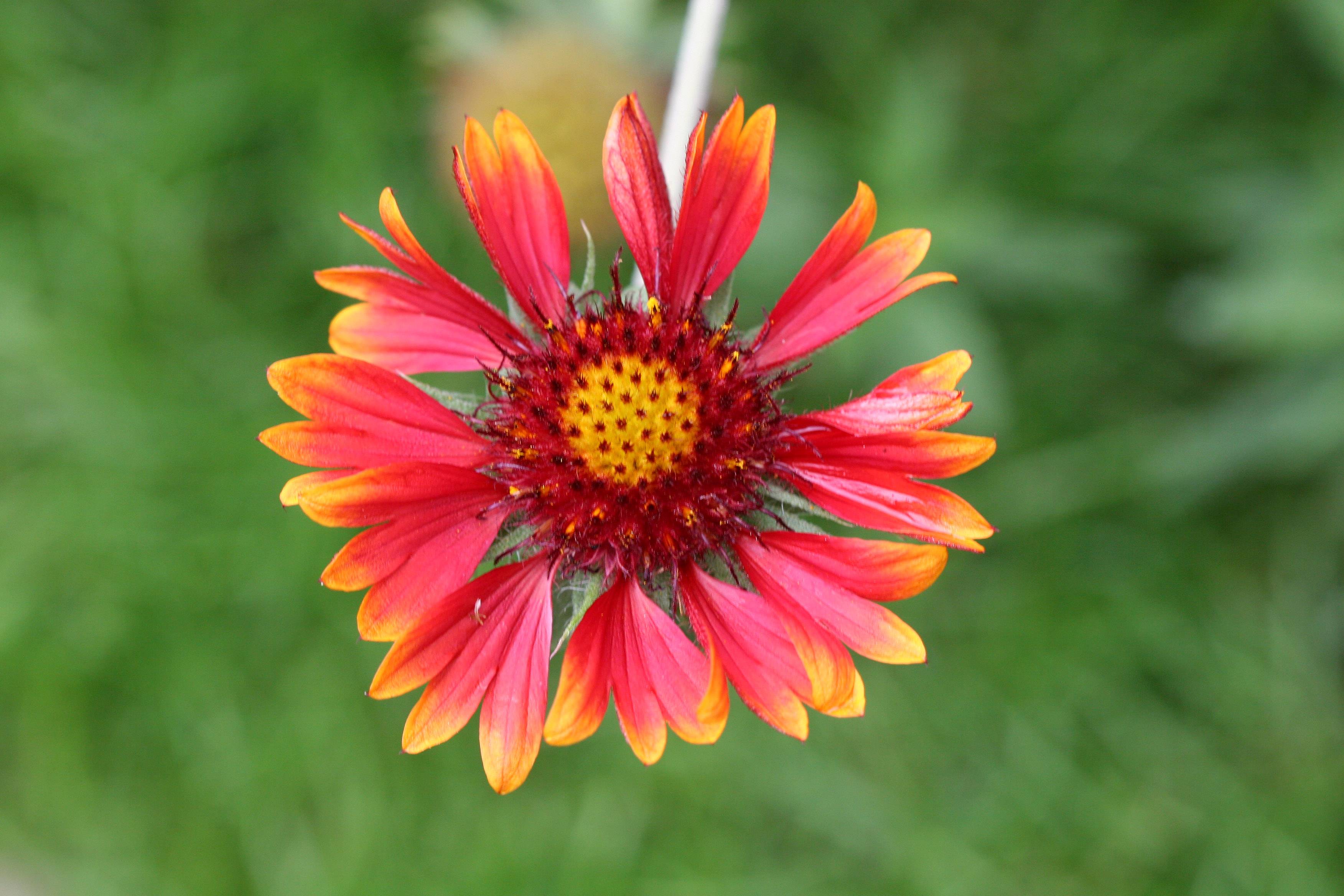 Gaillardia Aster - Blanket Flower