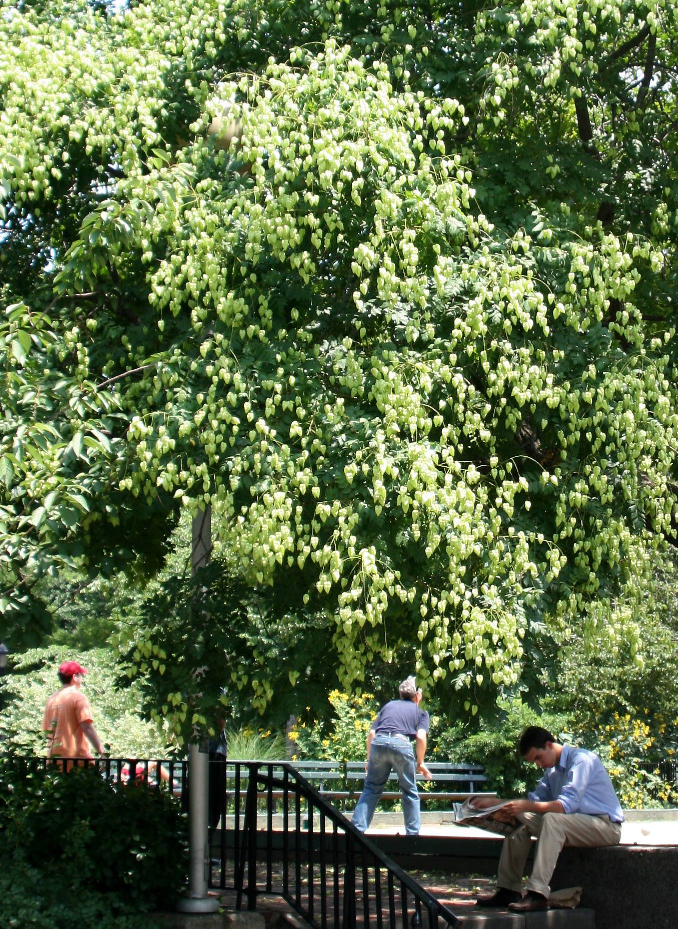 Golden Rain Tree at the Bocce Ball Court