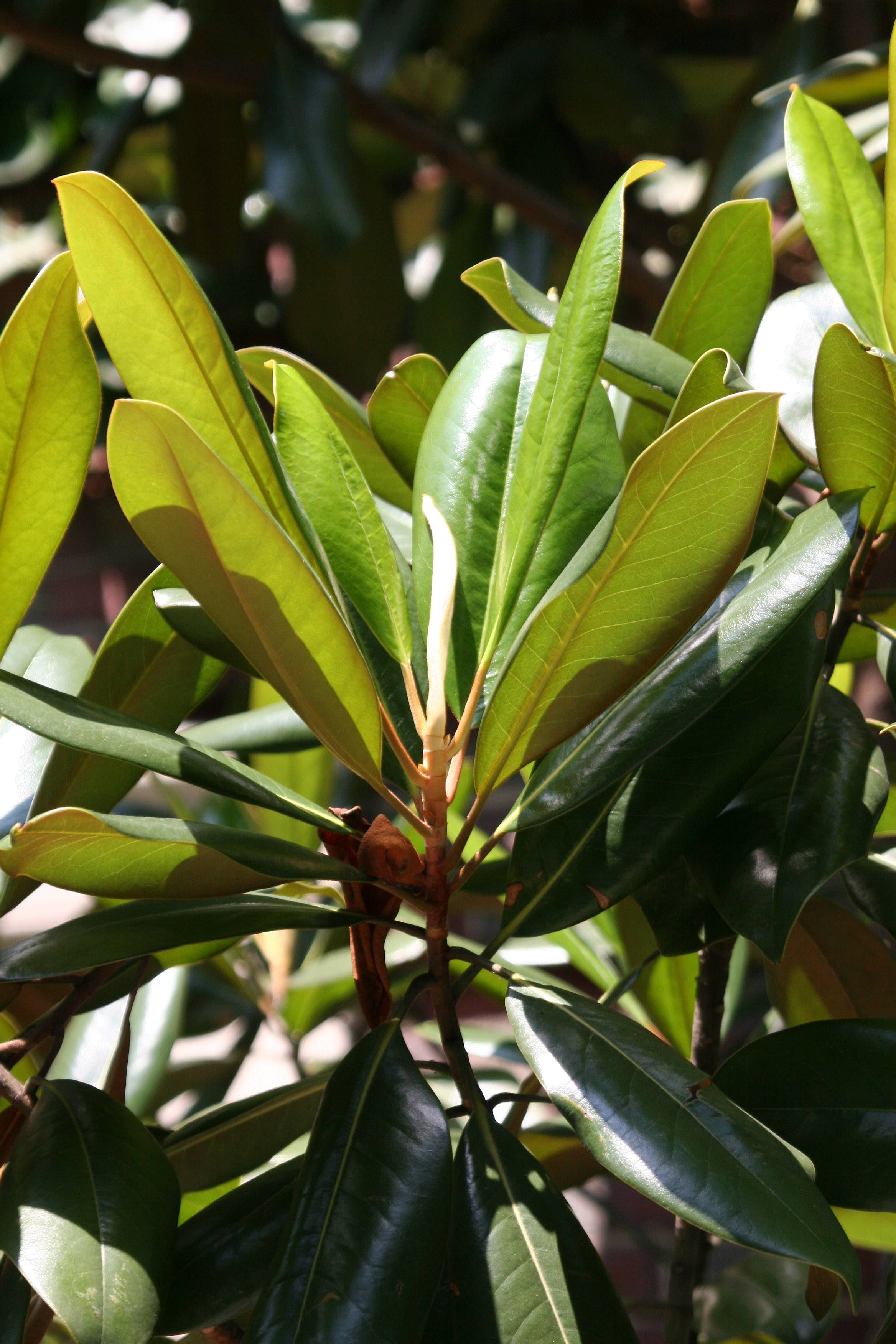 Rubber Tree Foliage on East 10th Street