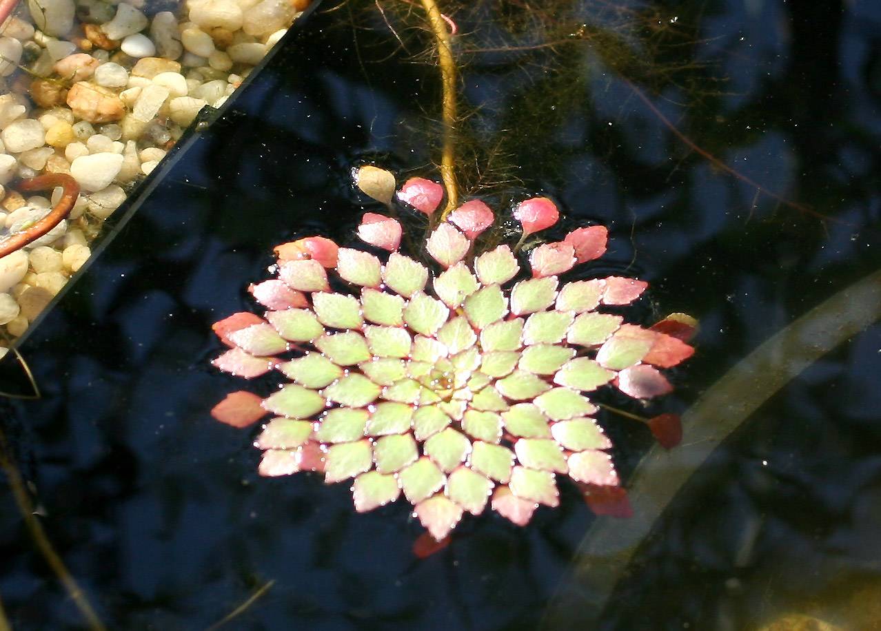 Ludwigia sedoides or Mosaic Plant