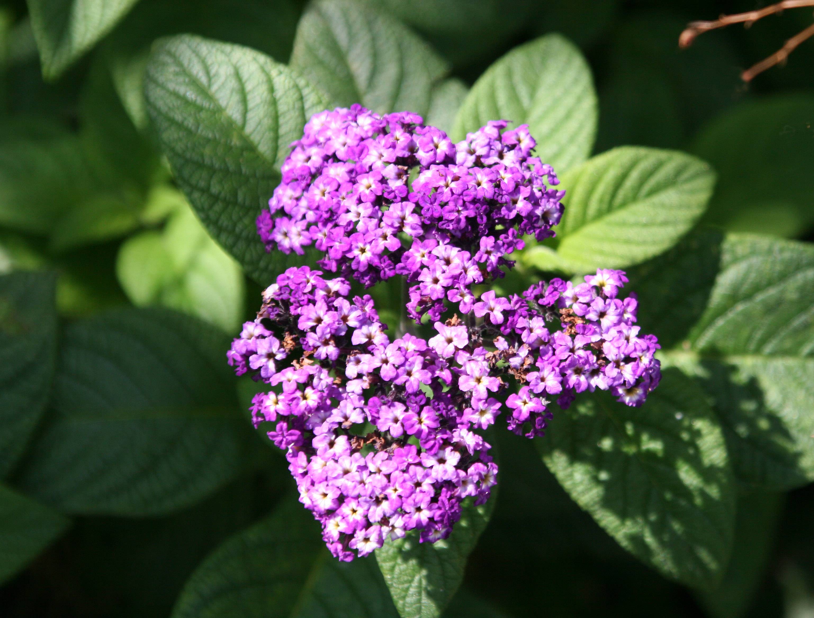 Heliotrope