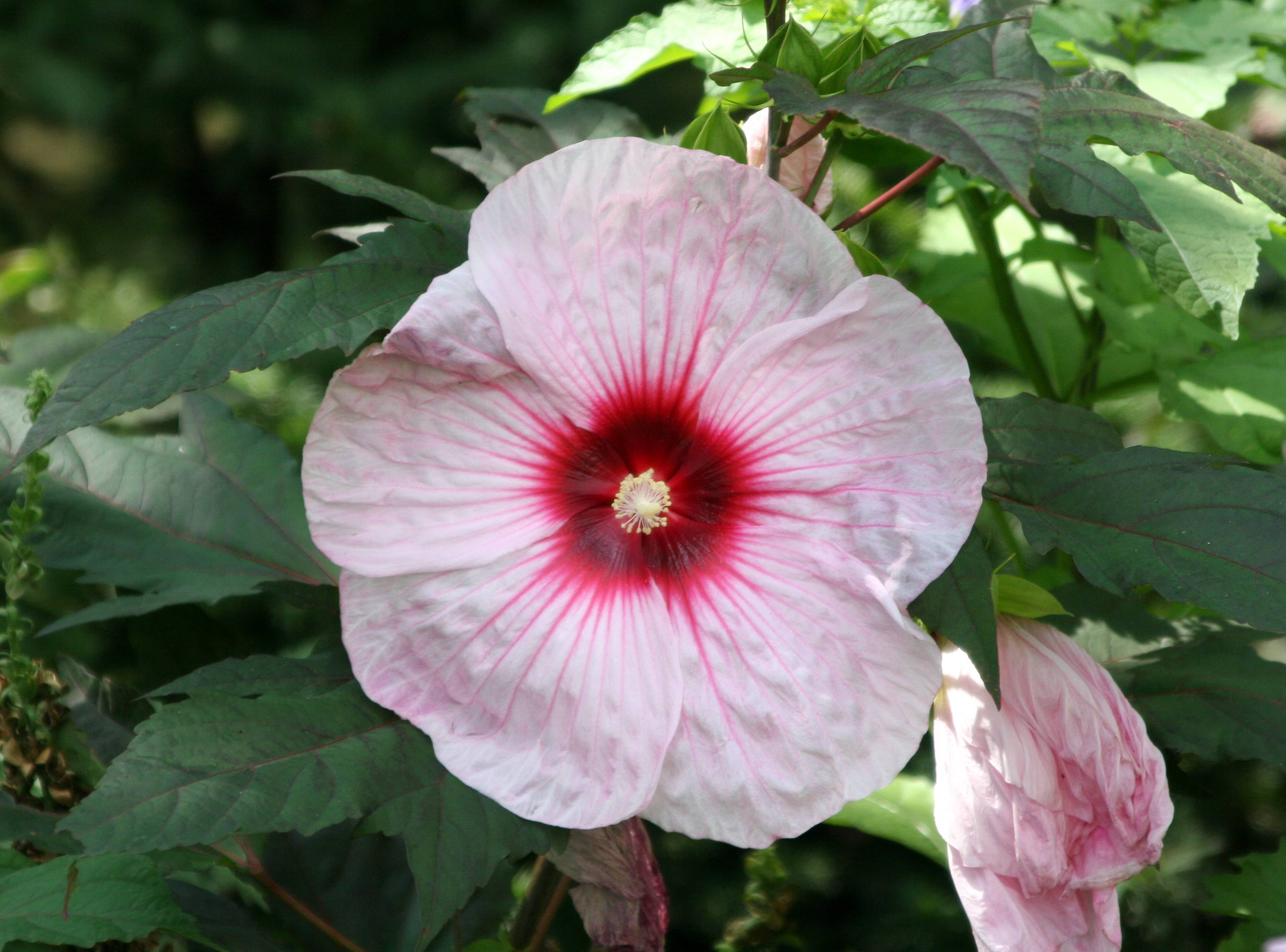 Hibiscus