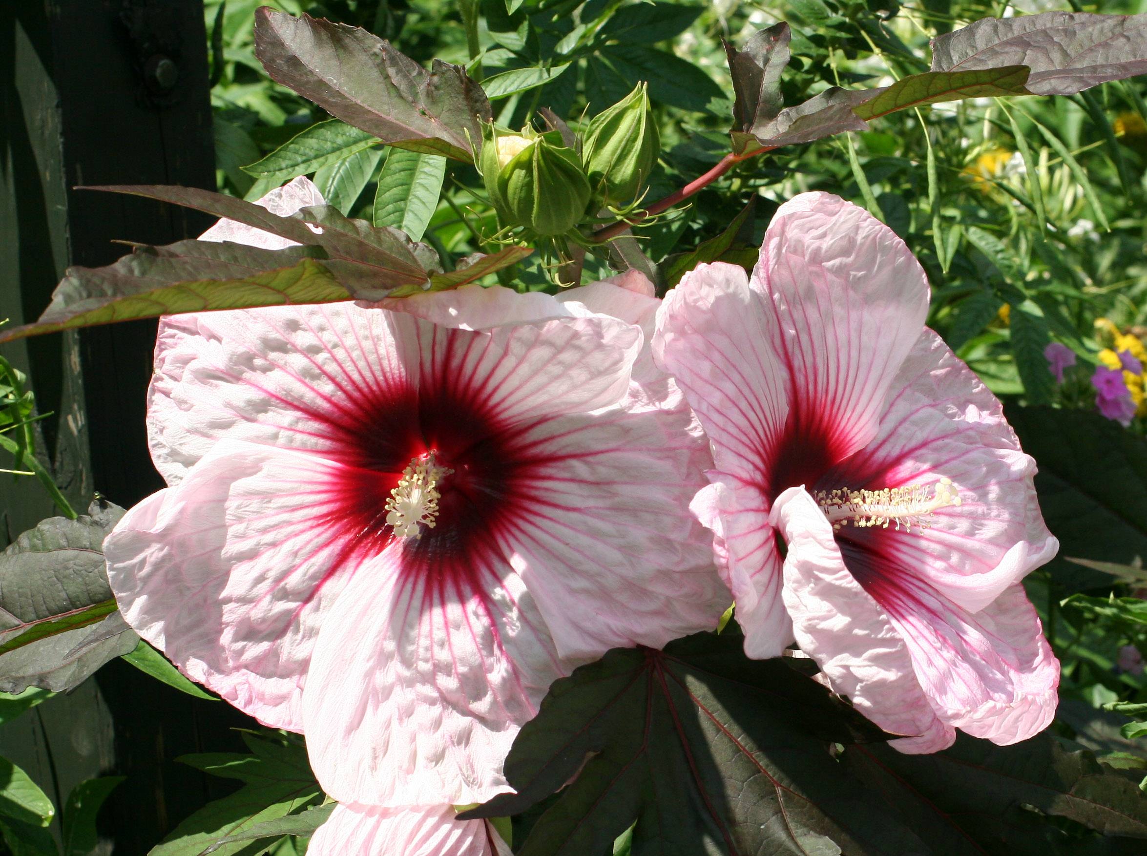 Hibiscus