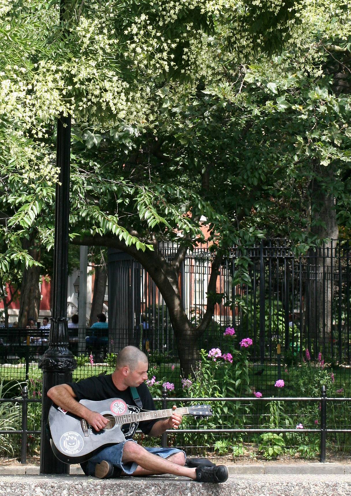 Serenade under Blossoming Japanese Pagoda Trees