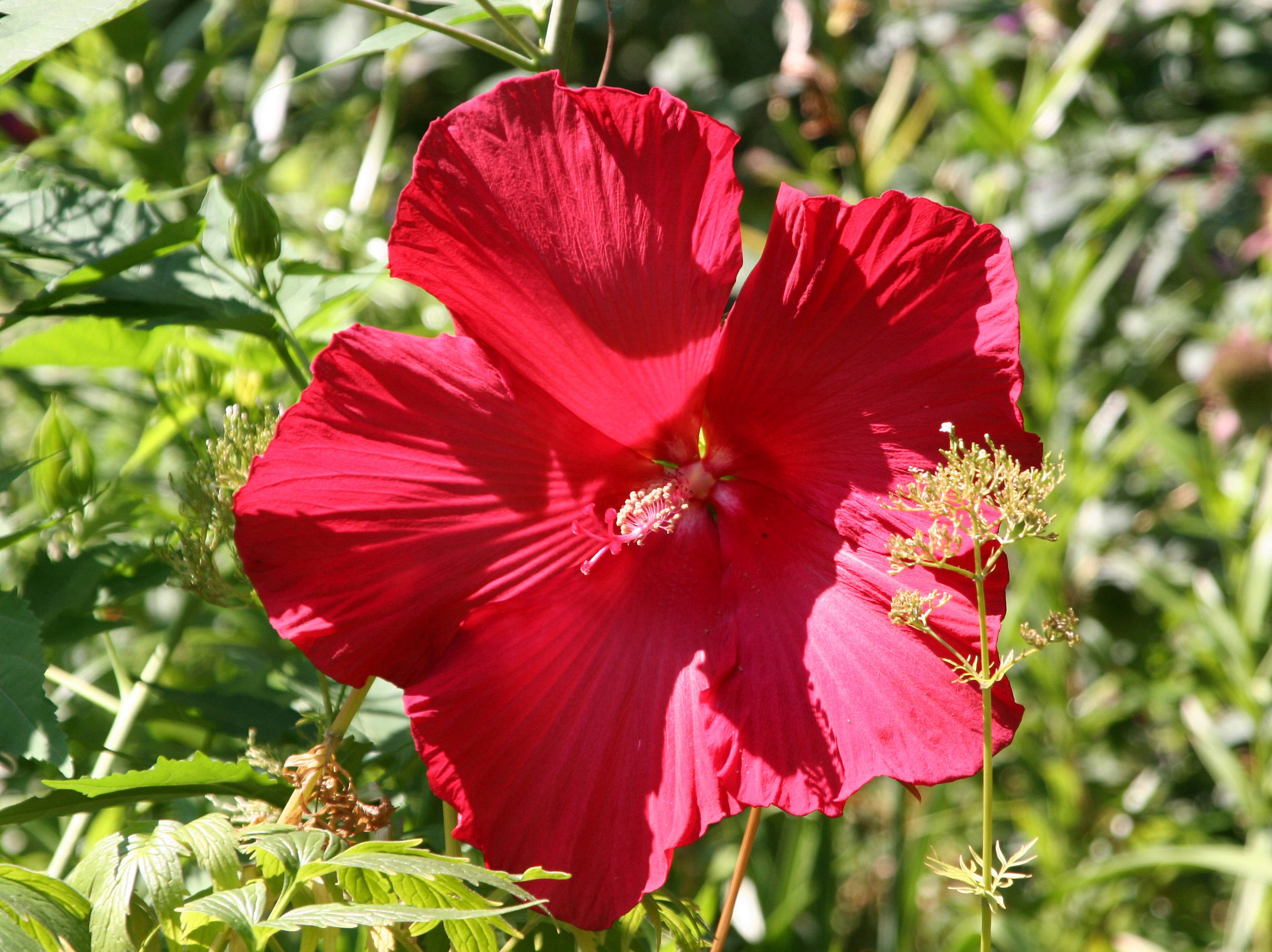 Giant Red Hibiscus