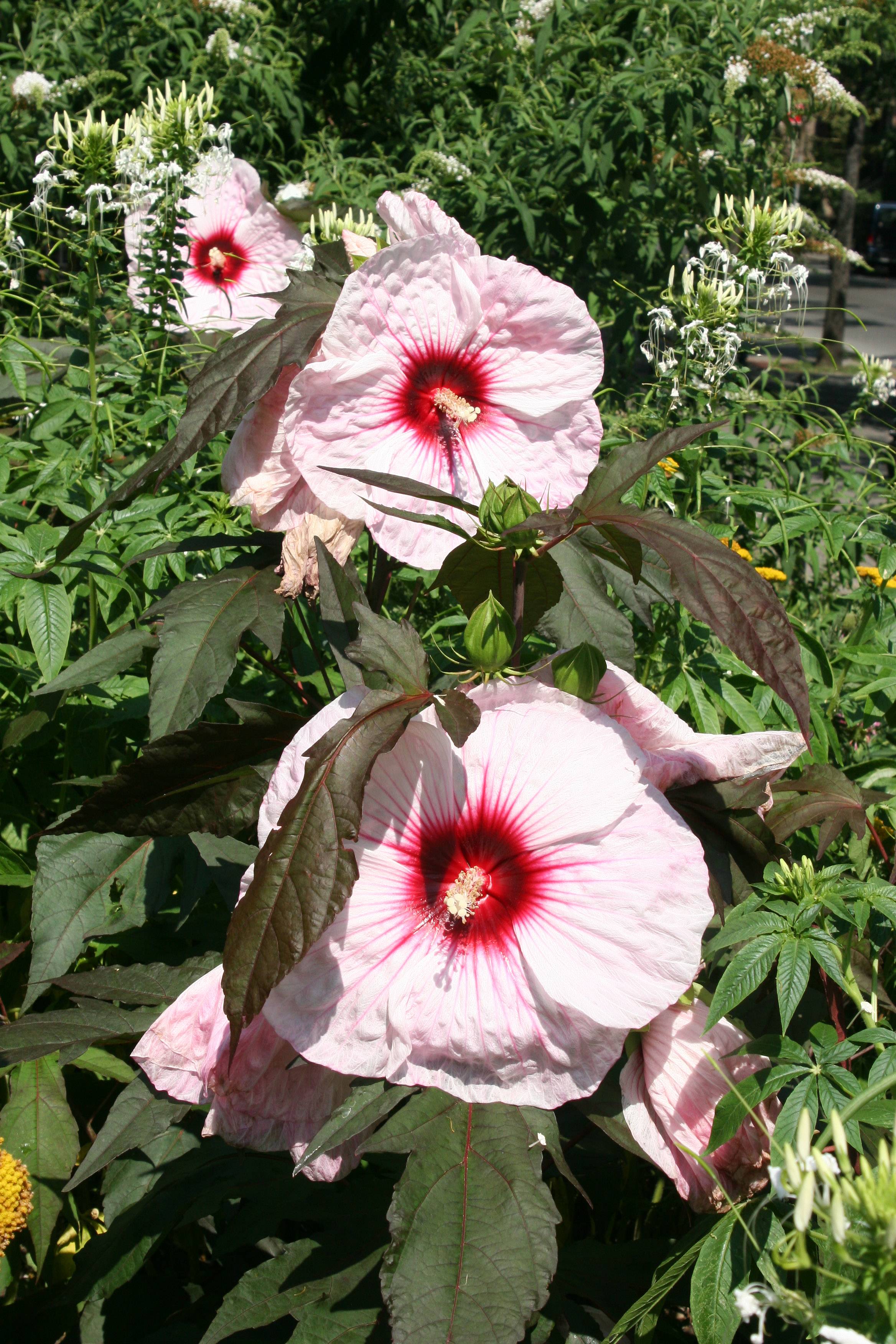 Red Heart Giant Hibiscus
