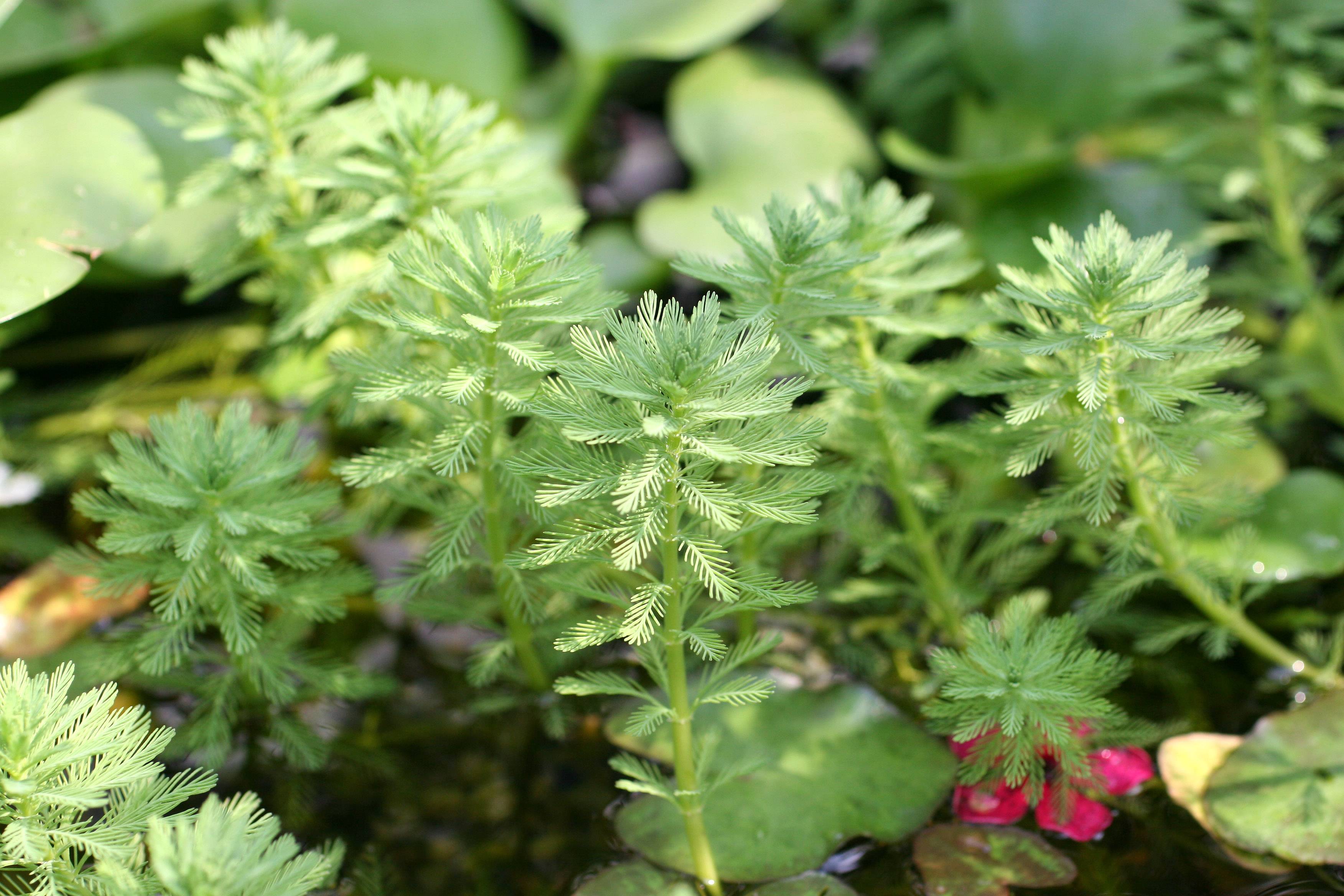 Myriophyllum aquaticum or Parrot Feathers